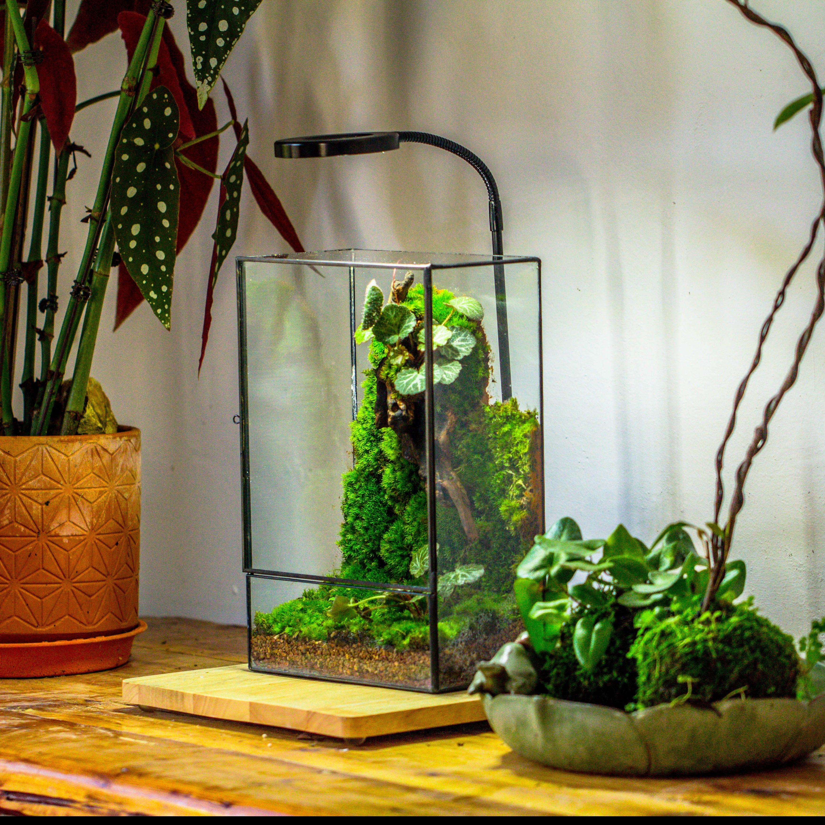 Cylinder Geometric Glass Terrarium by Kraftzon for succulent, cactus, fern hotsell plants and moss