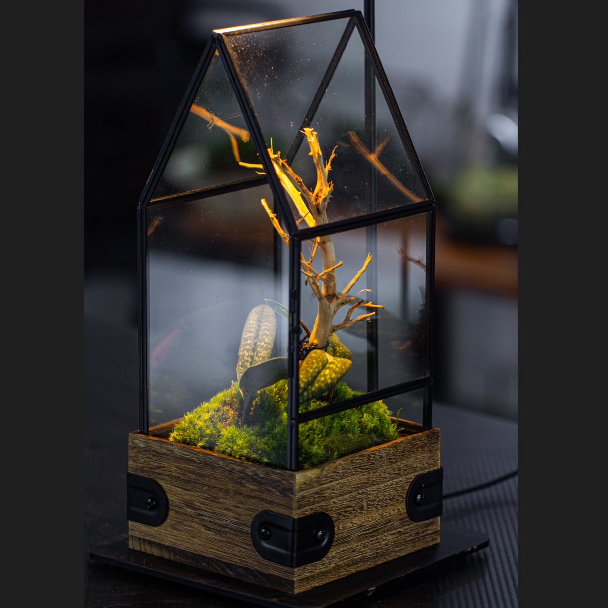 Handmade Glass Terrarium with Wood Base, House Shape Planter with Door, with LED Acrylic Lamp Base for Plants, Moss Landscapes, Plant Lover Gift