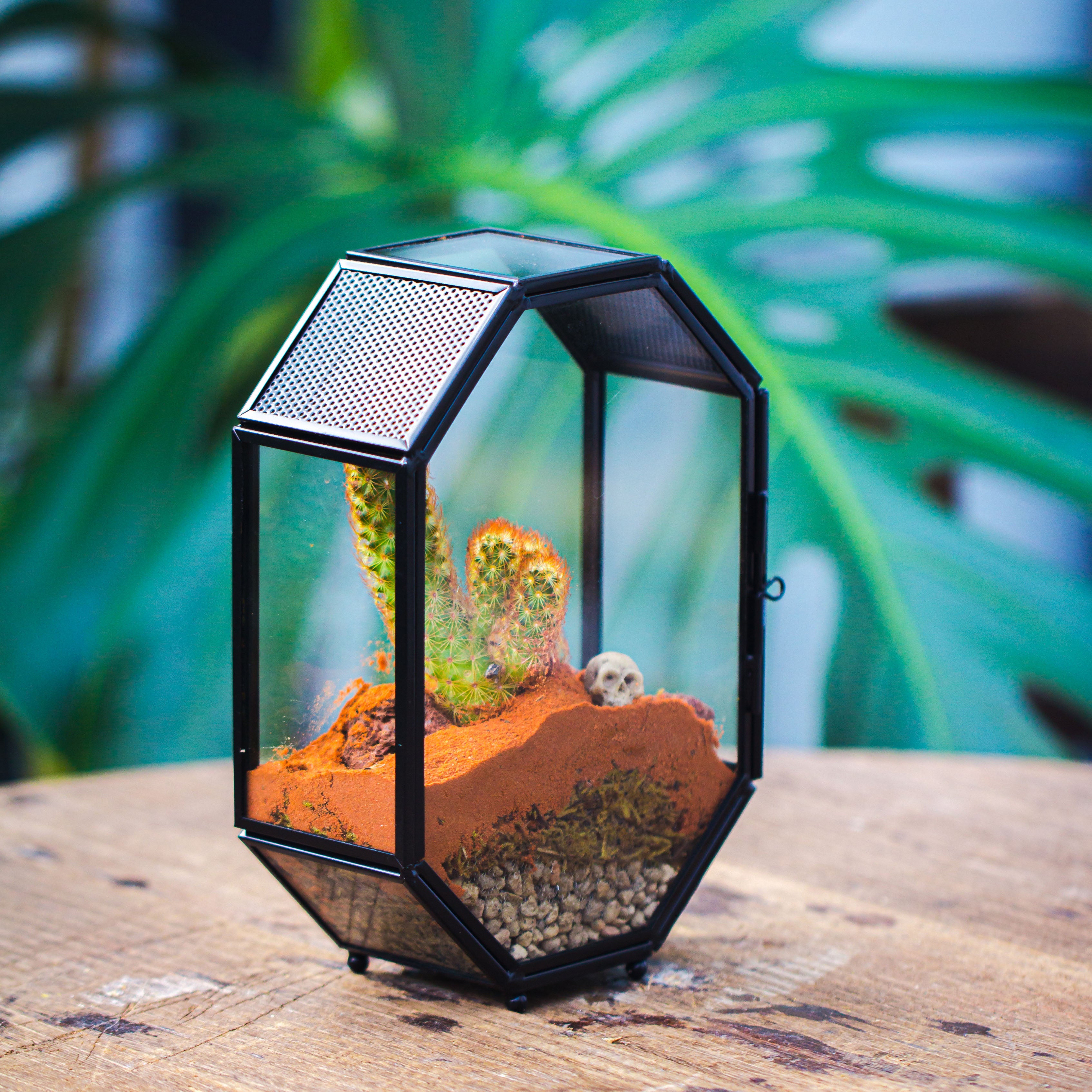 Mini 5x7 inches Octagon Shape Glass Geometric Terrarium Enclosure with Side Vent  for Small Insect, Jumping Spider