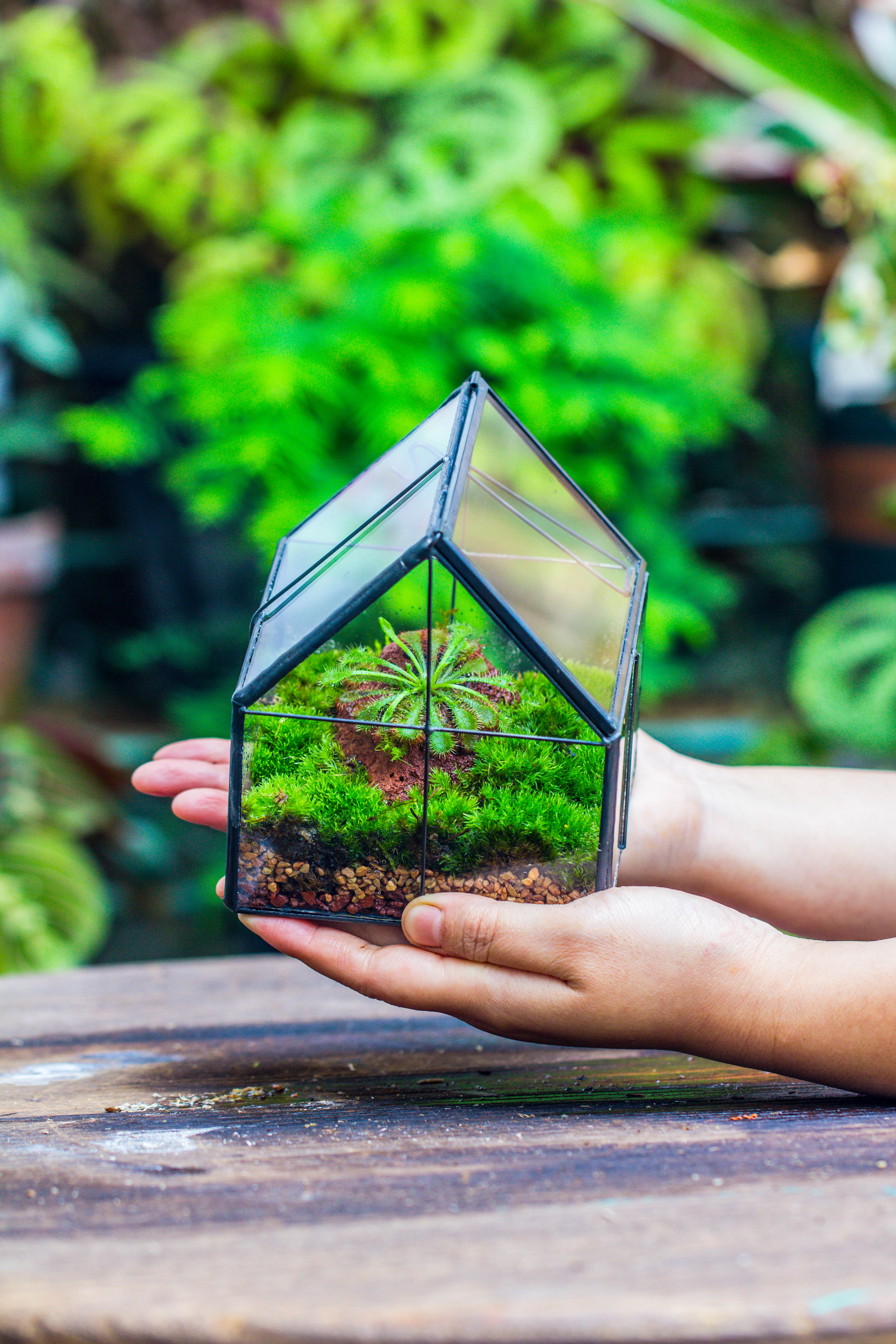 Handmade glass and tin close mini house shape close terrarium for moss, succulents, Drosera - NCYPgarden