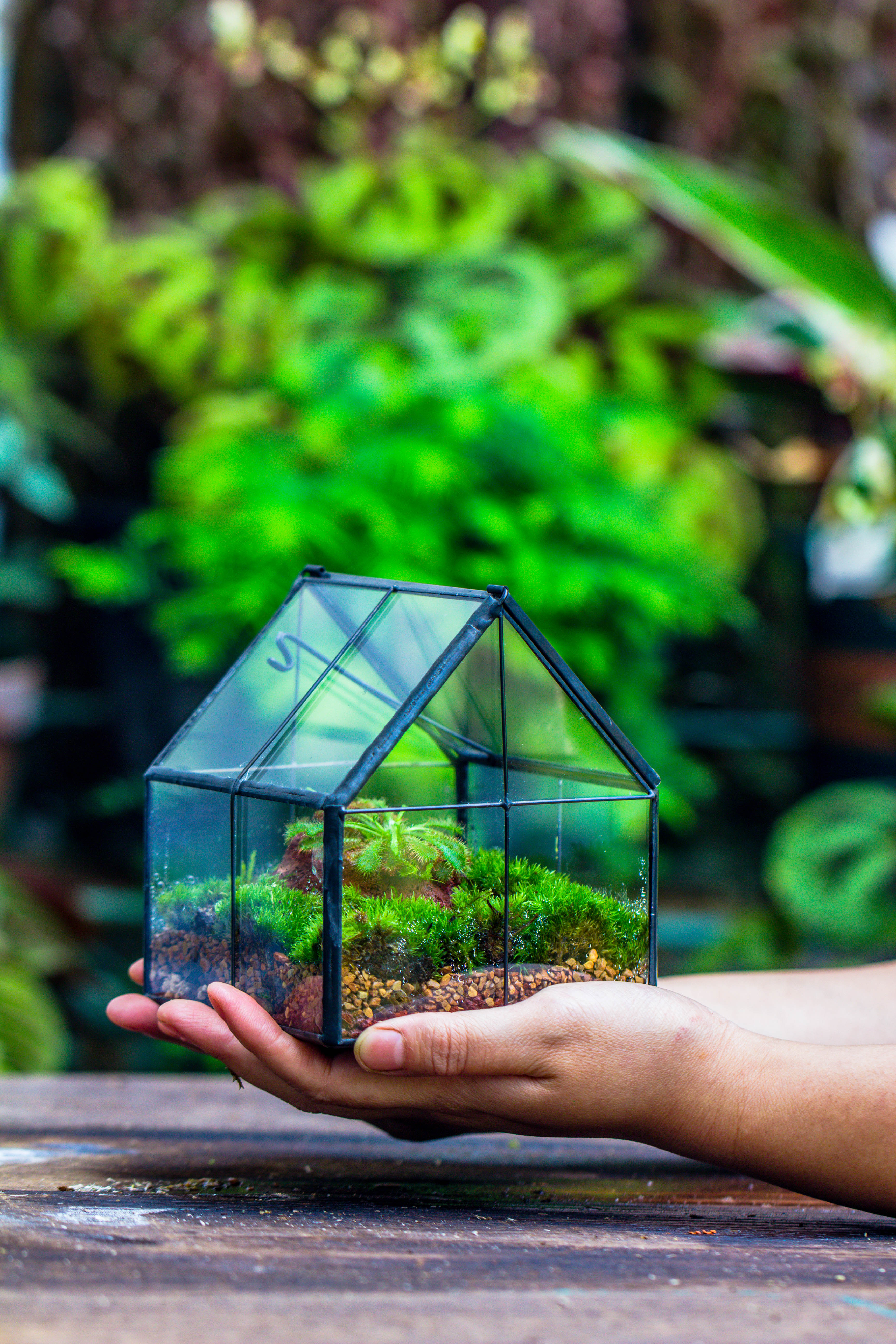 Handmade glass and tin close mini house shape close terrarium for moss, succulents, Drosera - NCYPgarden