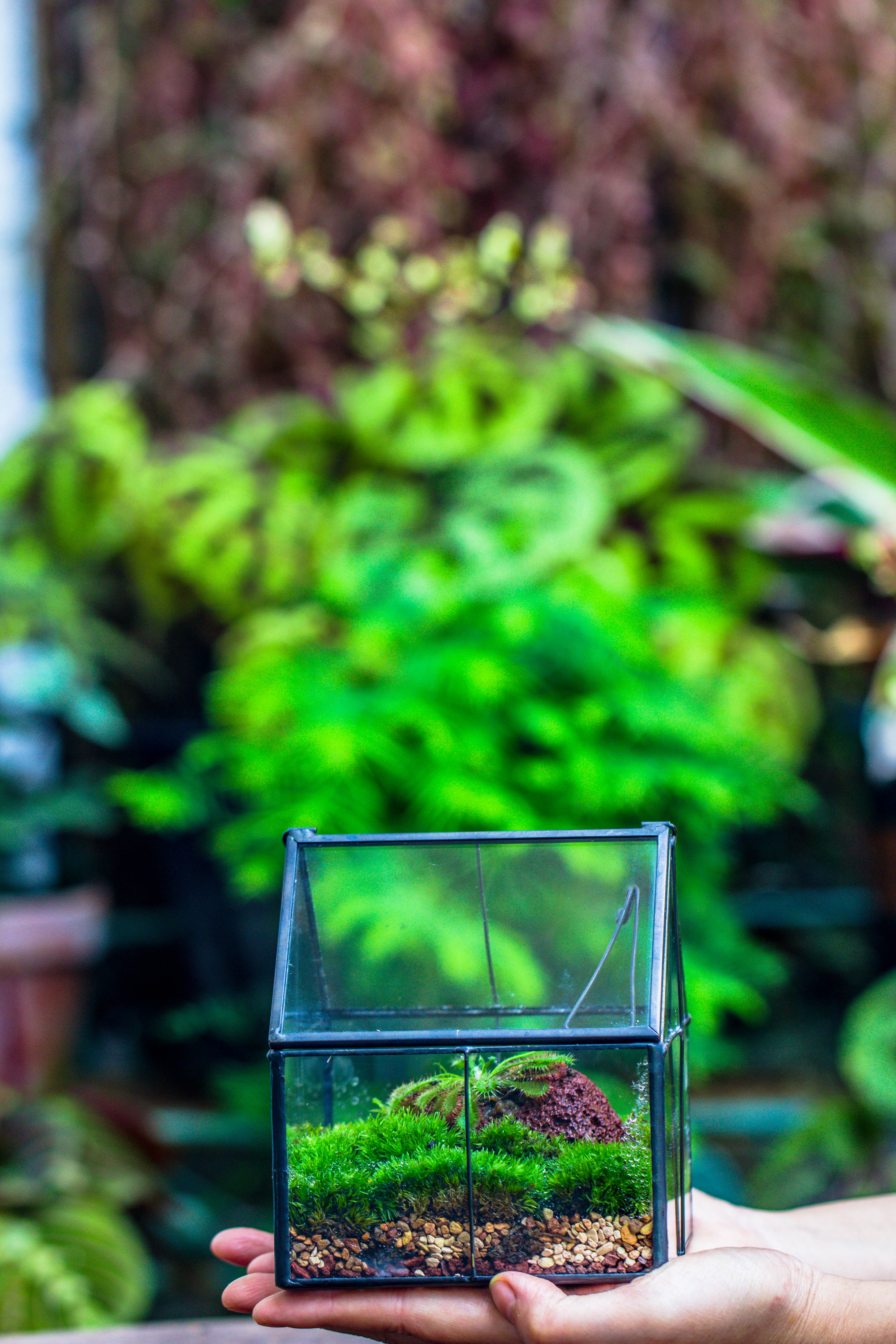 Handmade glass and tin close mini house shape close terrarium for moss, succulents, Drosera - NCYPgarden