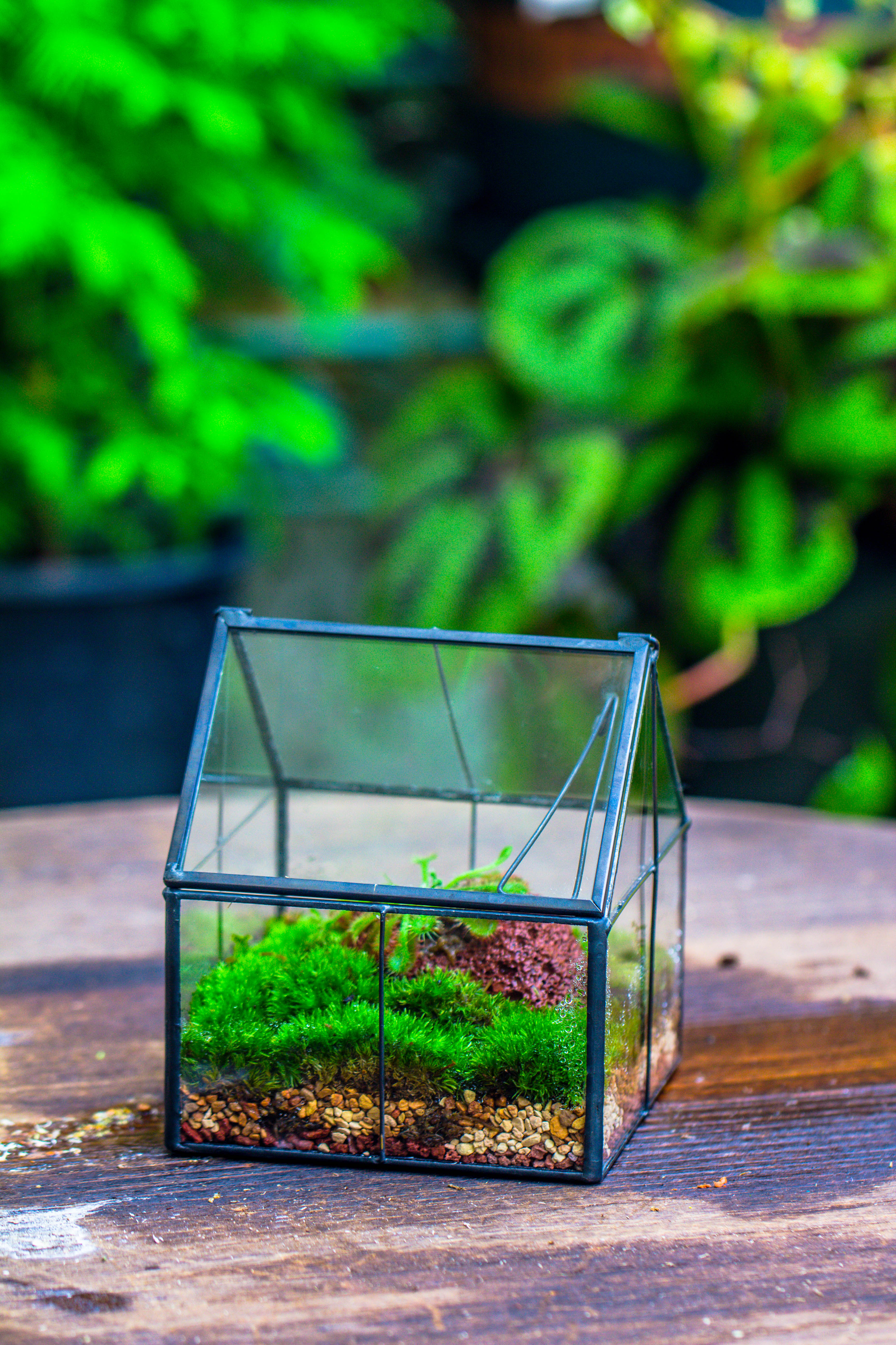 Handmade glass and tin close mini house shape close terrarium for moss, succulents, Drosera - NCYPgarden