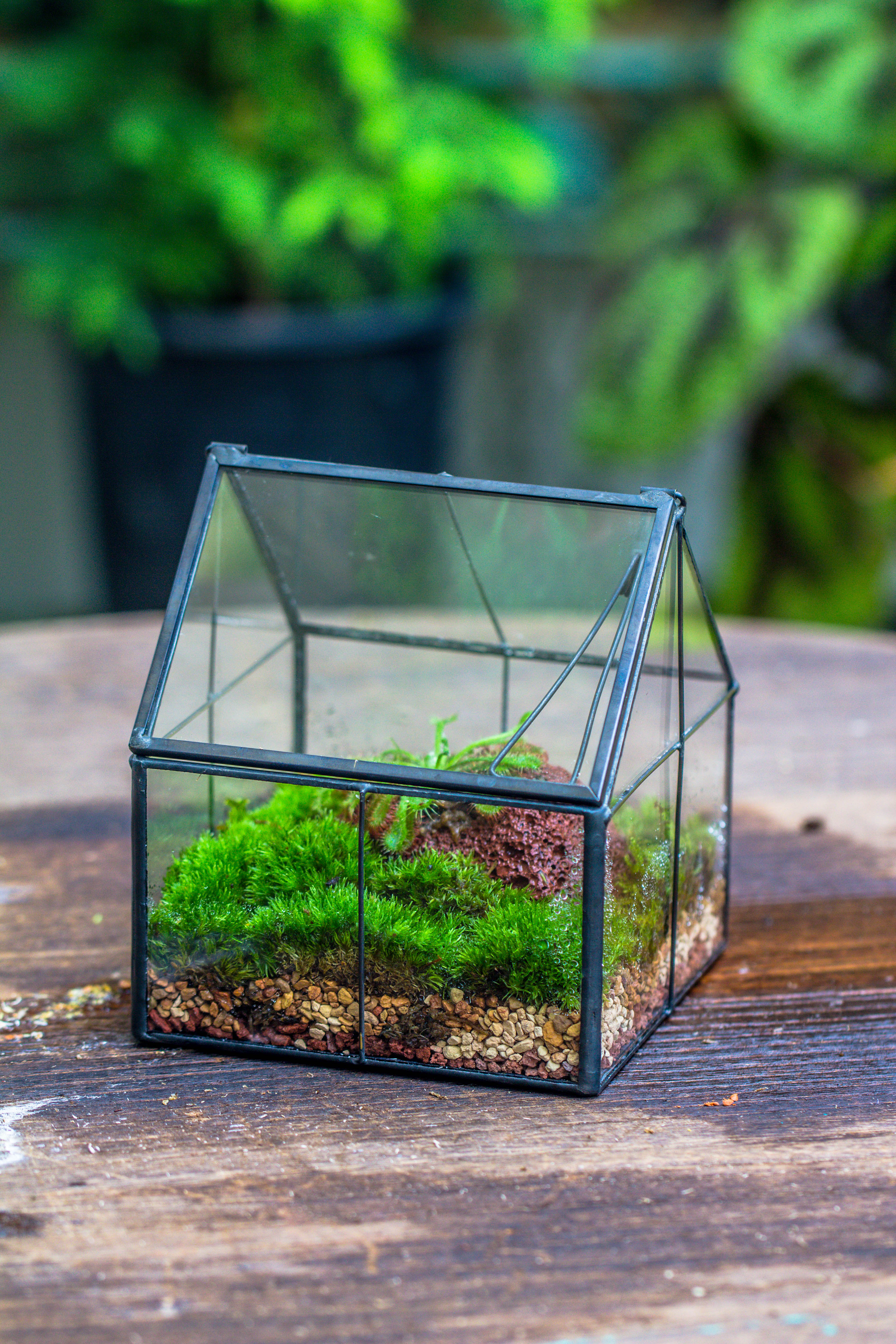 Handmade glass and tin close mini house shape close terrarium for moss, succulents, Drosera - NCYPgarden