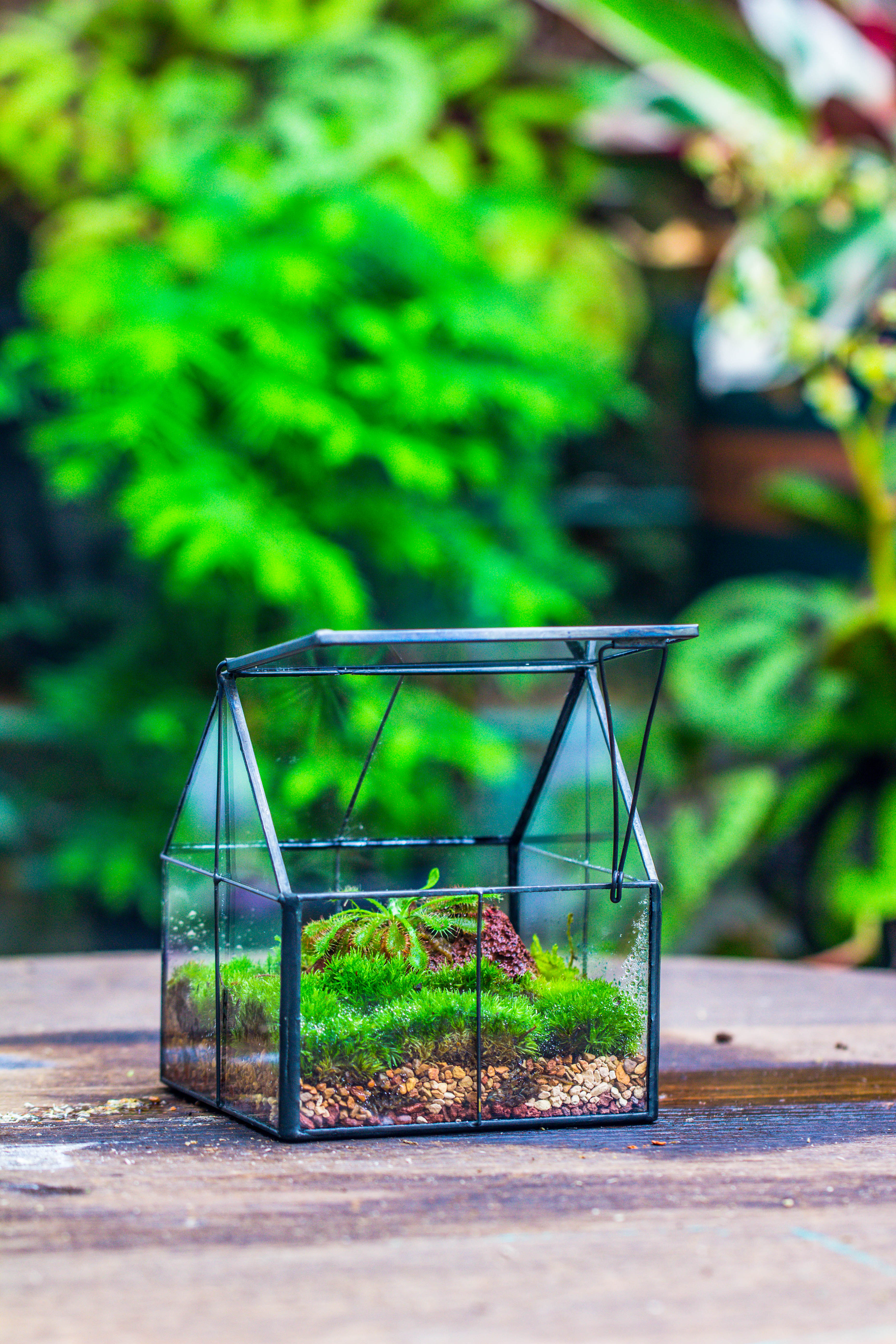 Handmade glass and tin close mini house shape close terrarium for moss, succulents, Drosera - NCYPgarden