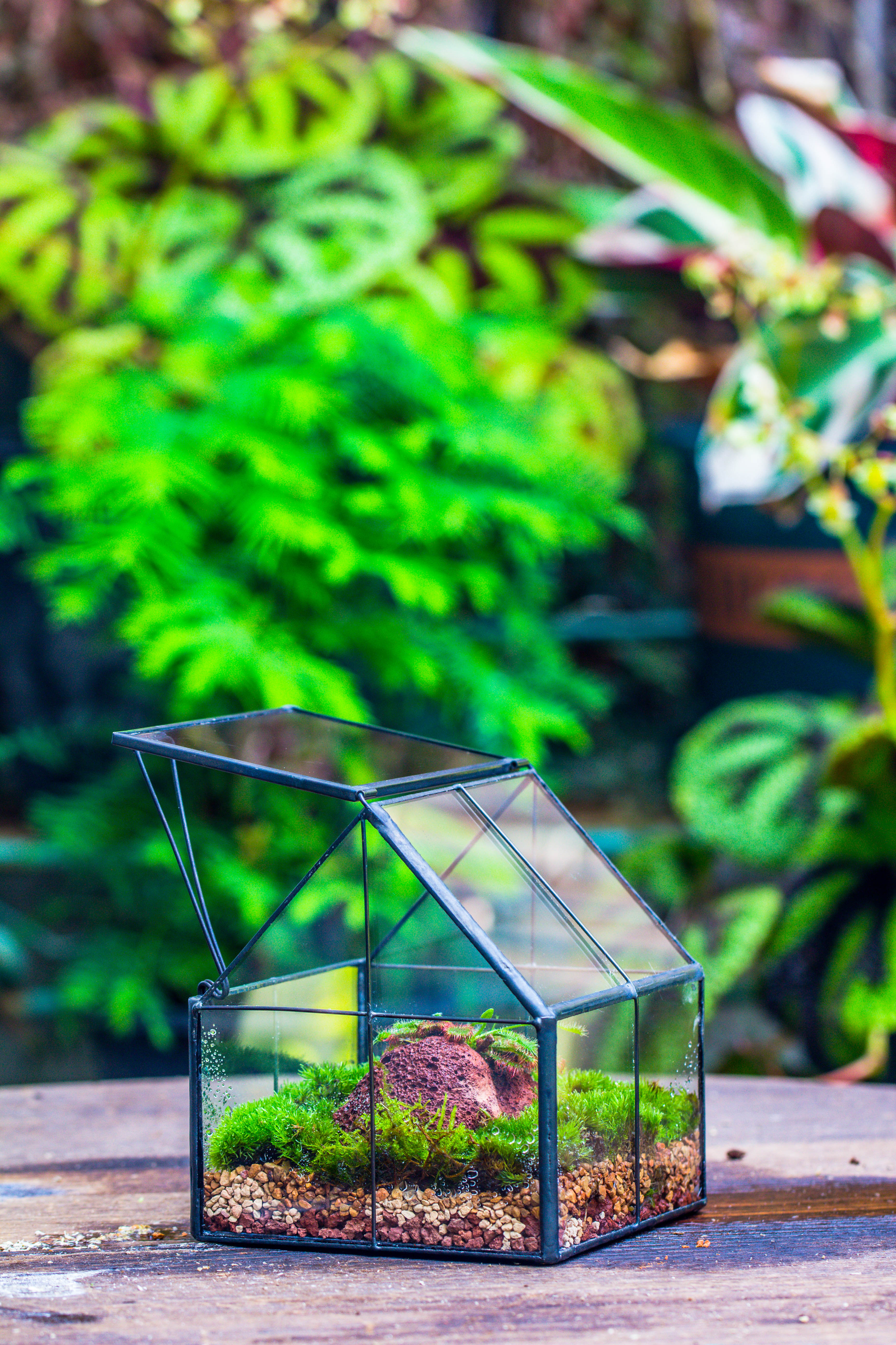 Handmade glass and tin close mini house shape close terrarium for moss, succulents, Drosera - NCYPgarden