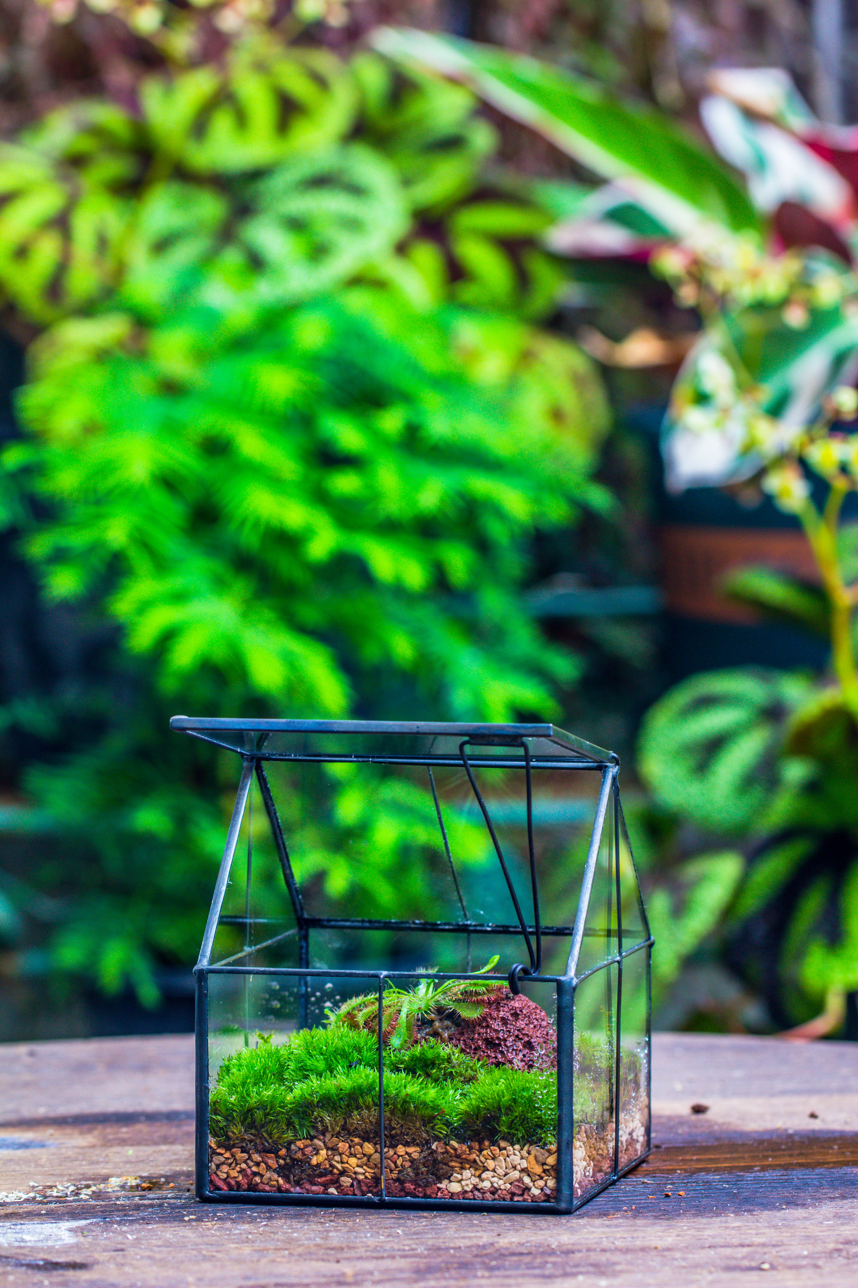 Handmade glass and tin close mini house shape close terrarium for moss, succulents, Drosera - NCYPgarden