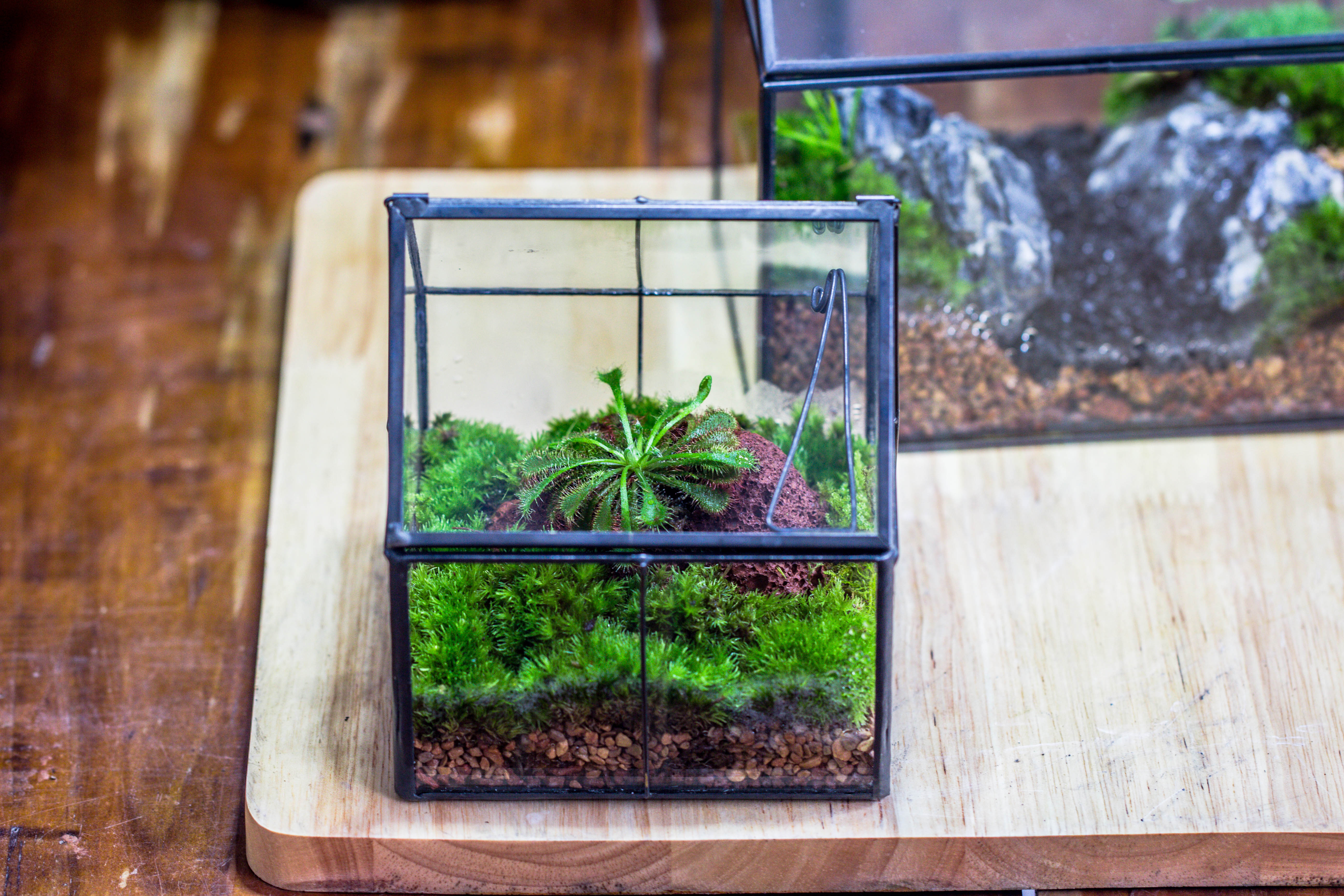 Handmade glass and tin close mini house shape close terrarium for moss, succulents, Drosera - NCYPgarden