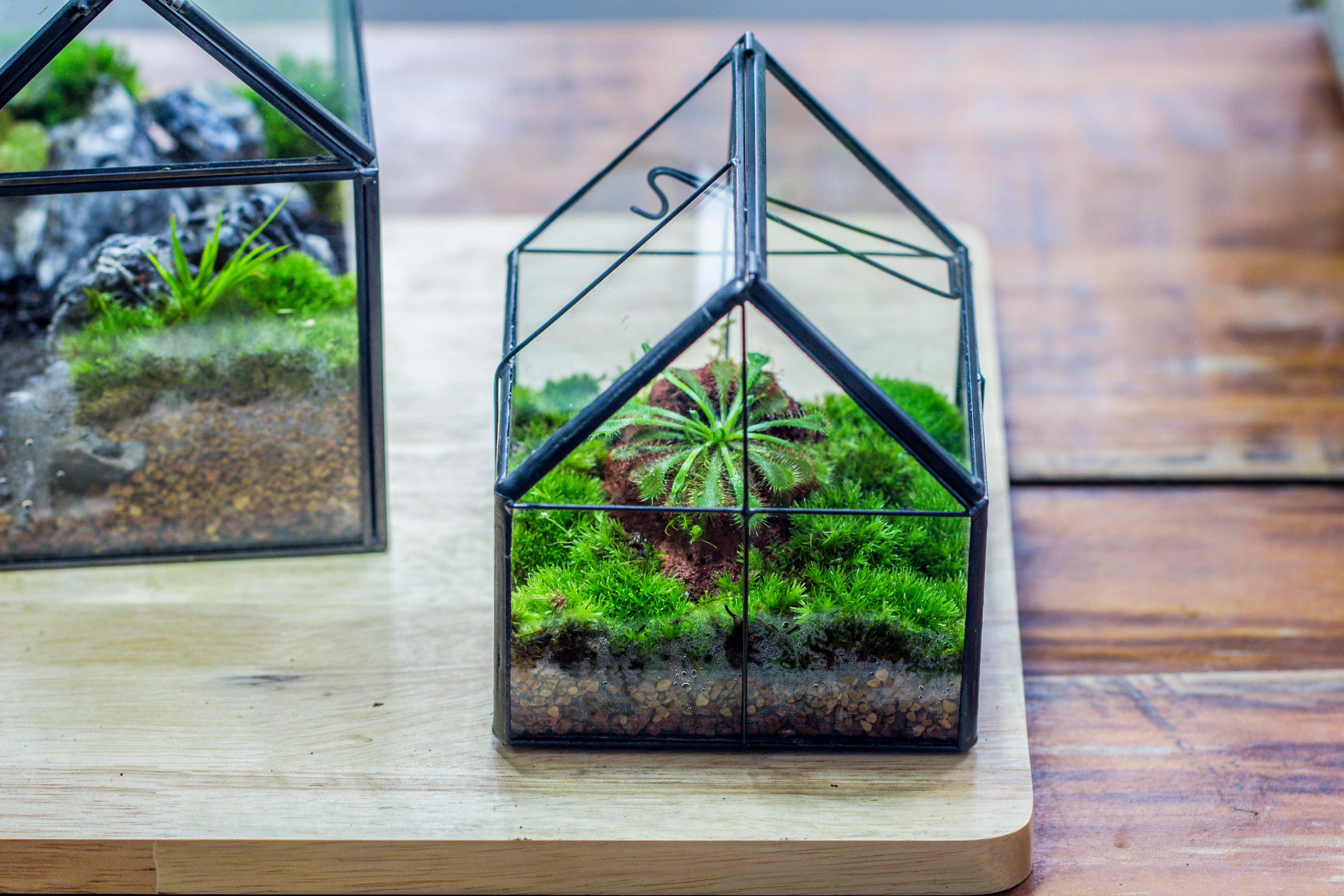 Handmade glass and tin close mini house shape close terrarium for moss, succulents, Drosera - NCYPgarden