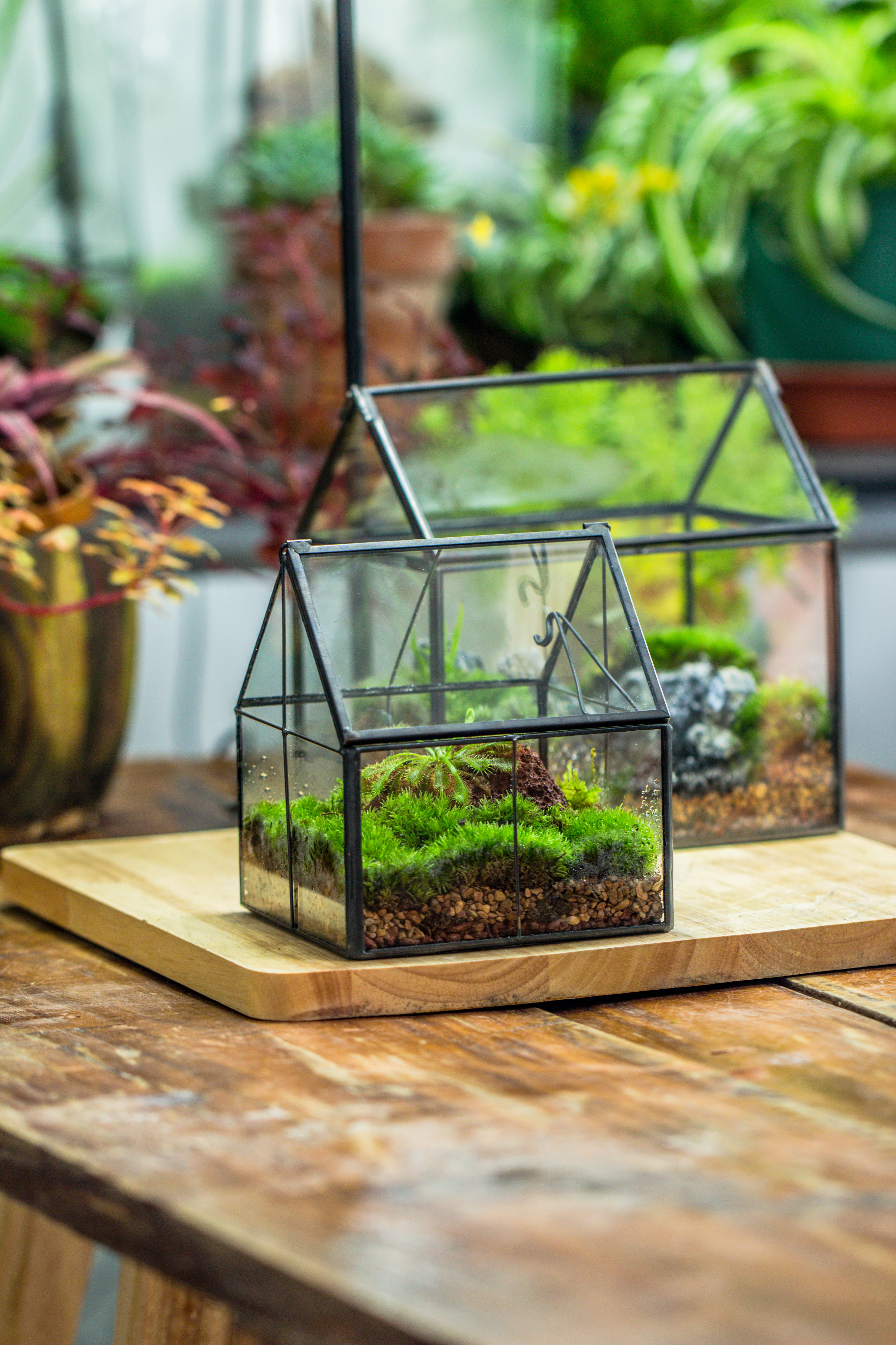 Handmade glass and tin close mini house shape close terrarium for moss, succulents, Drosera - NCYPgarden