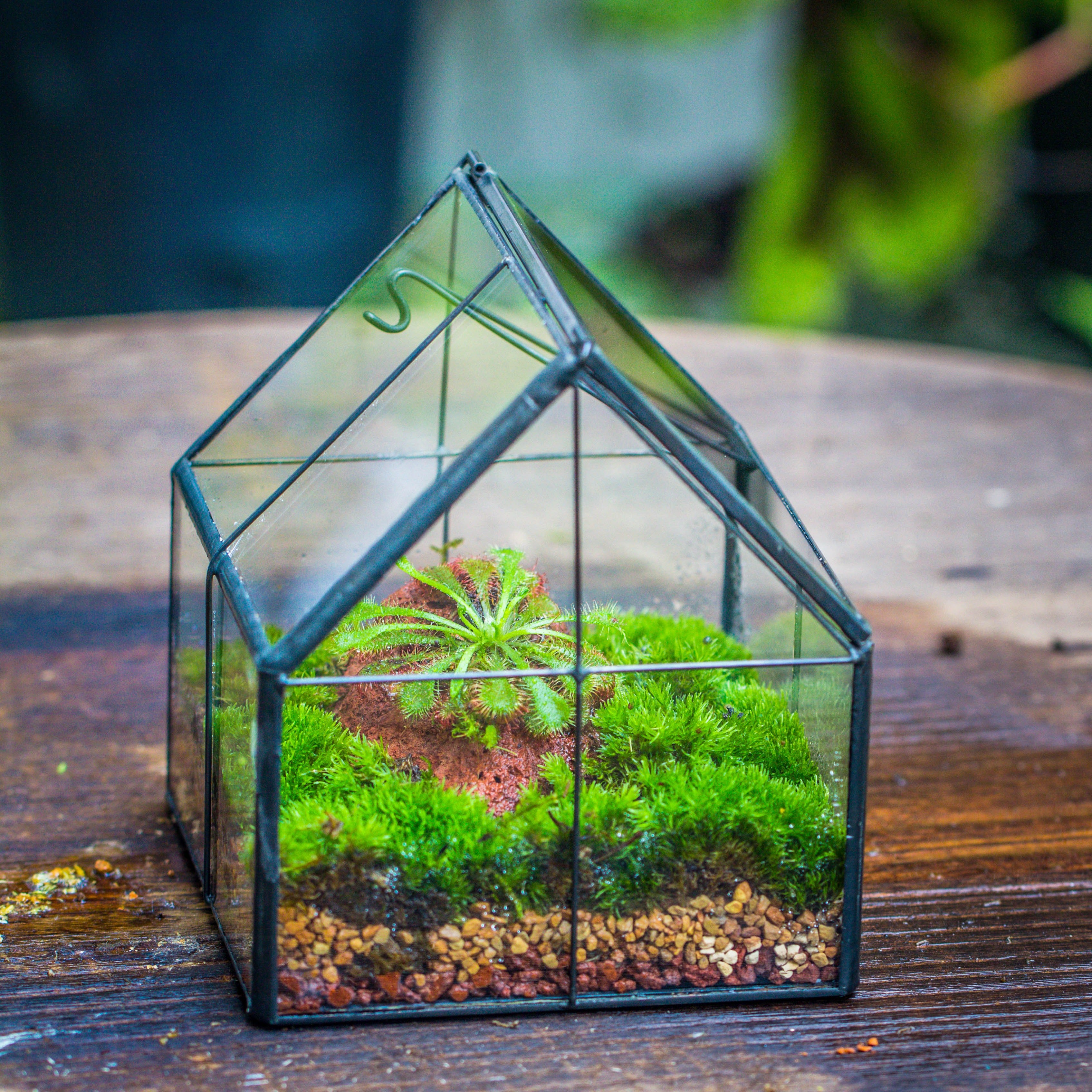 Handmade glass and tin close mini house shape close terrarium for moss, succulents, Drosera - NCYPgarden