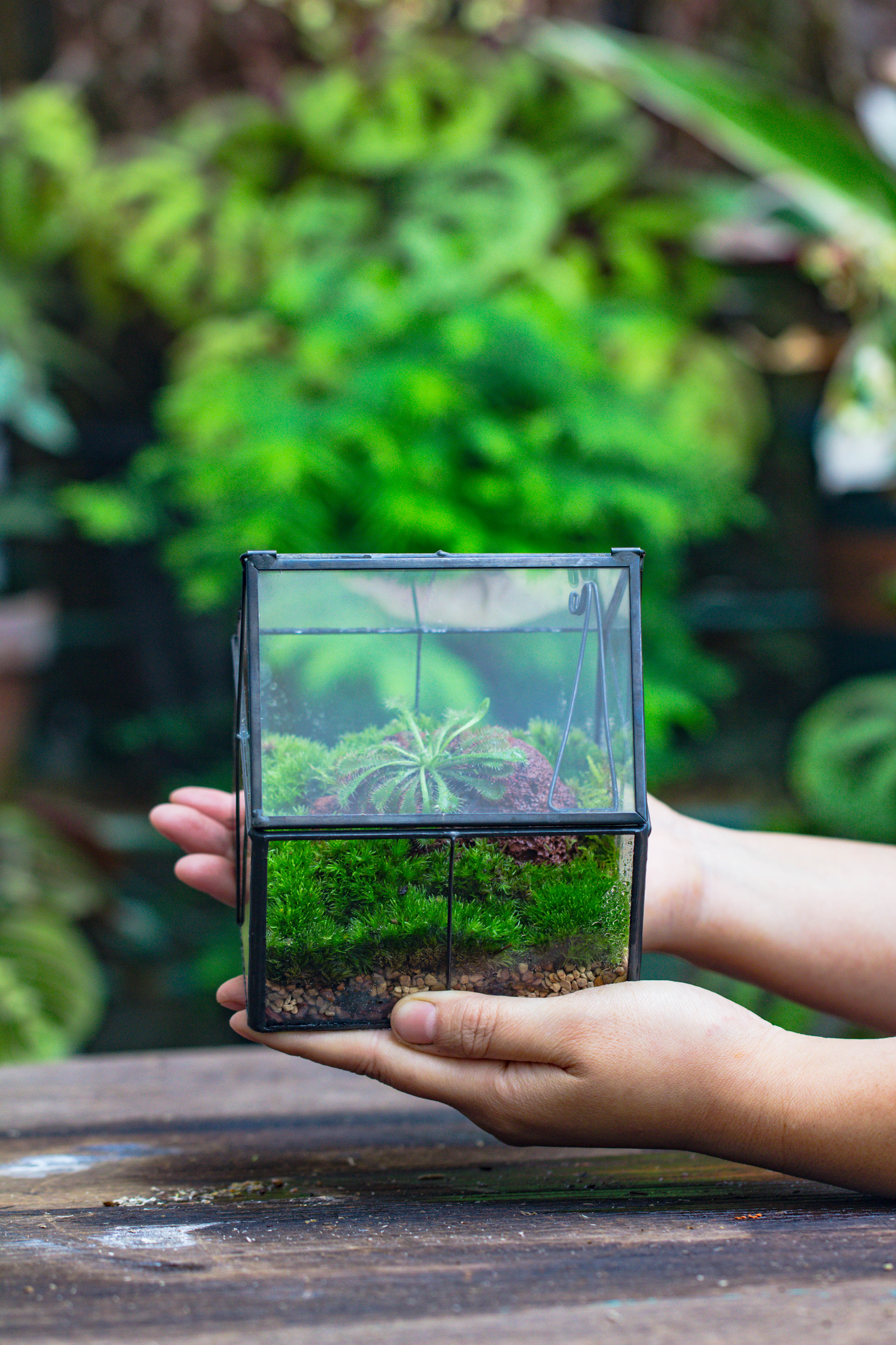 Handmade glass and tin close mini house shape close terrarium for moss, succulents, Drosera - NCYPgarden