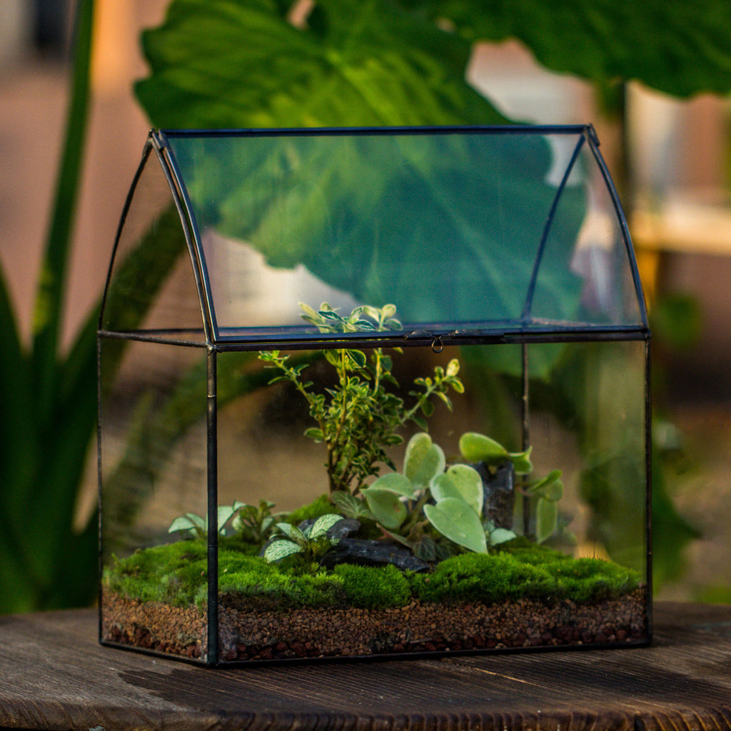 Geometric Terrariums — NCYPgarden