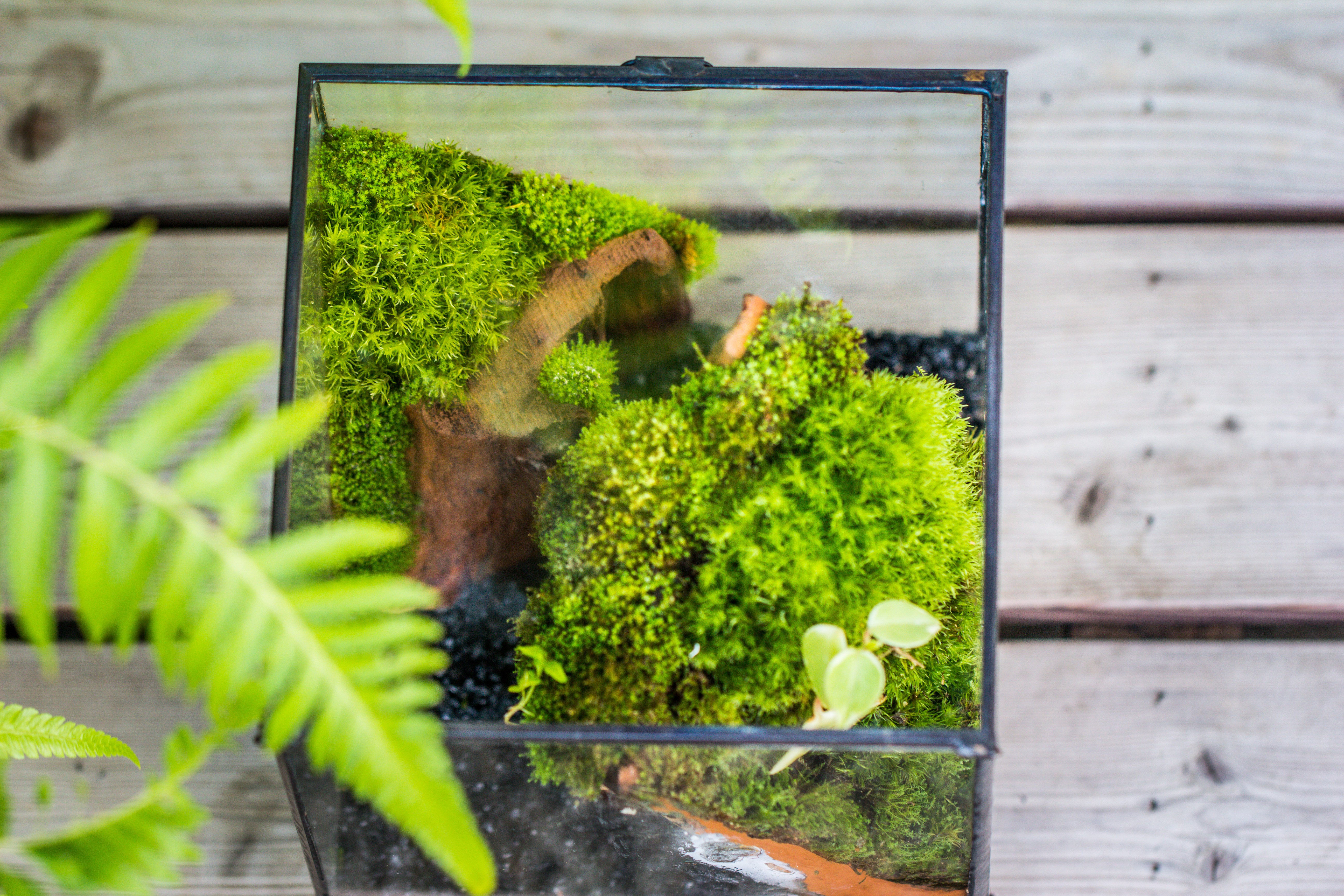 20x30cm  multiple pieces dry Leucobryum moss will regreen, for terrarium, micro landscape - NCYPgarden