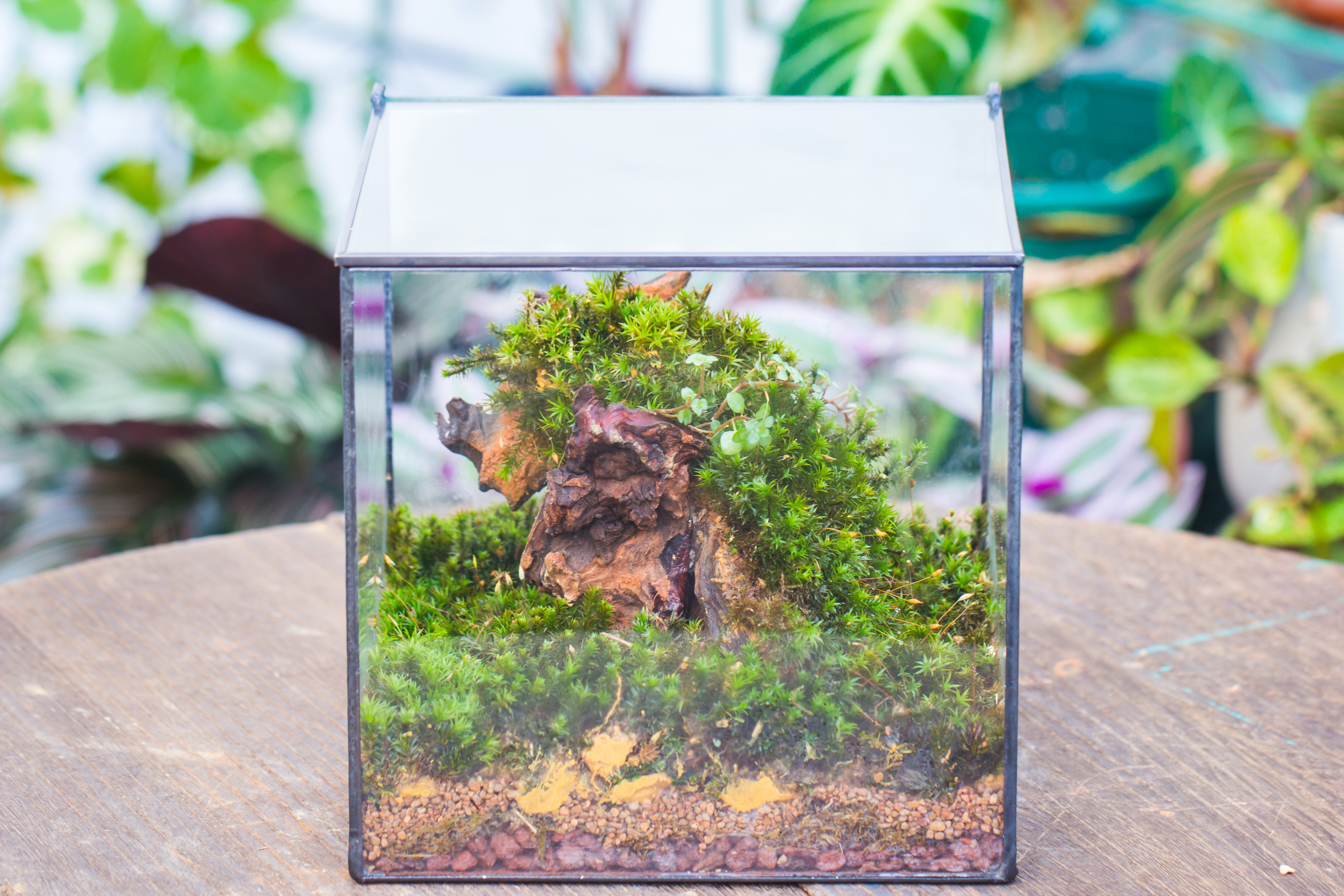 8" Cube NCYP BasicClose Geometric Glass Tin Terrarium, Planter  for Moss Wall, Fern, Landscape,  No plants - NCYPgarden