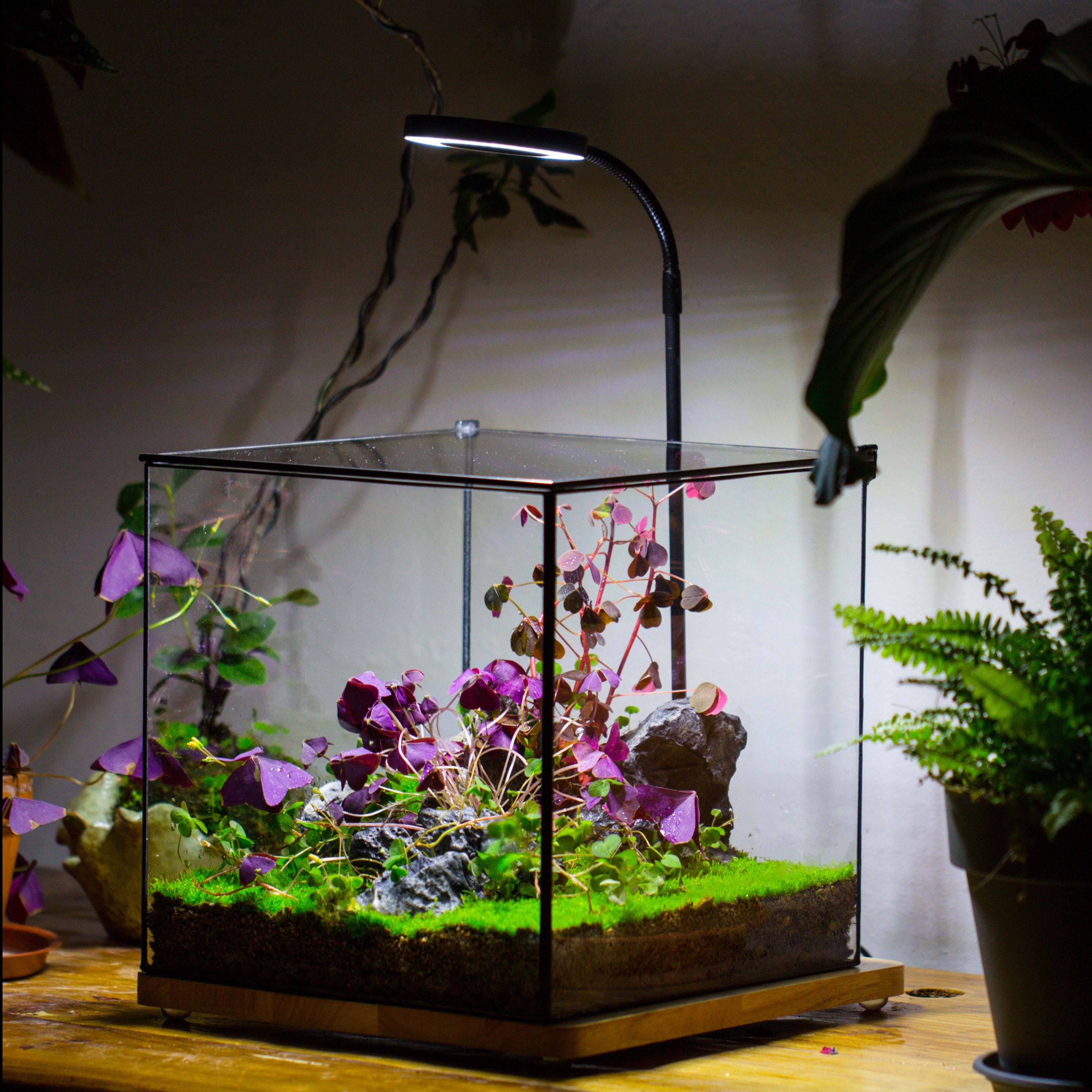 Handmade 10x10x10'' Cube Closed Geometric Glass Tin Terrarium with LED Grow Light Set