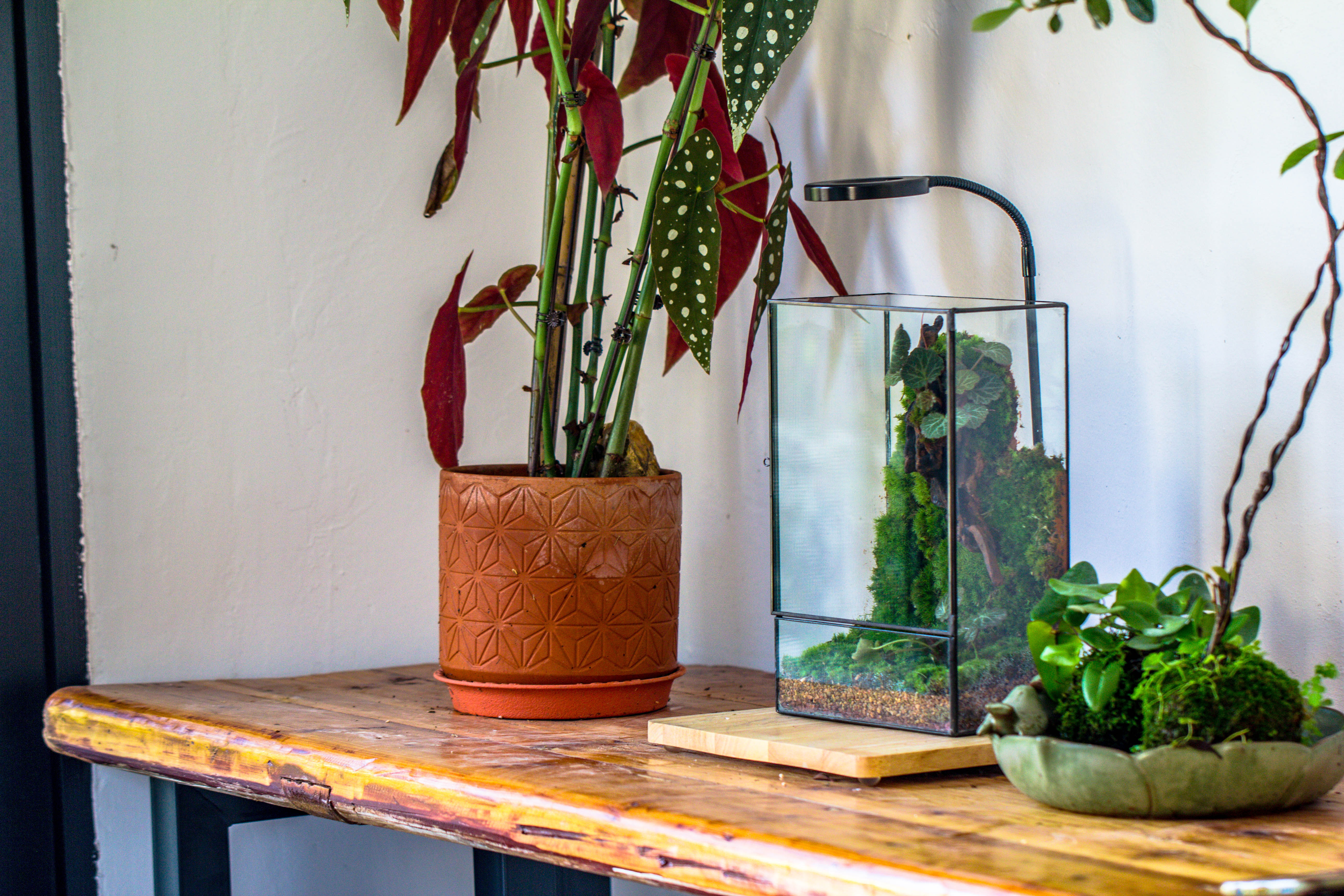 8x12" Close Geometric Glass Terrarium with Door, Tin Sealed Rectangle Tall Planter for Moss Wall, Fern, Landscape multiple size, No plants - NCYPgarden