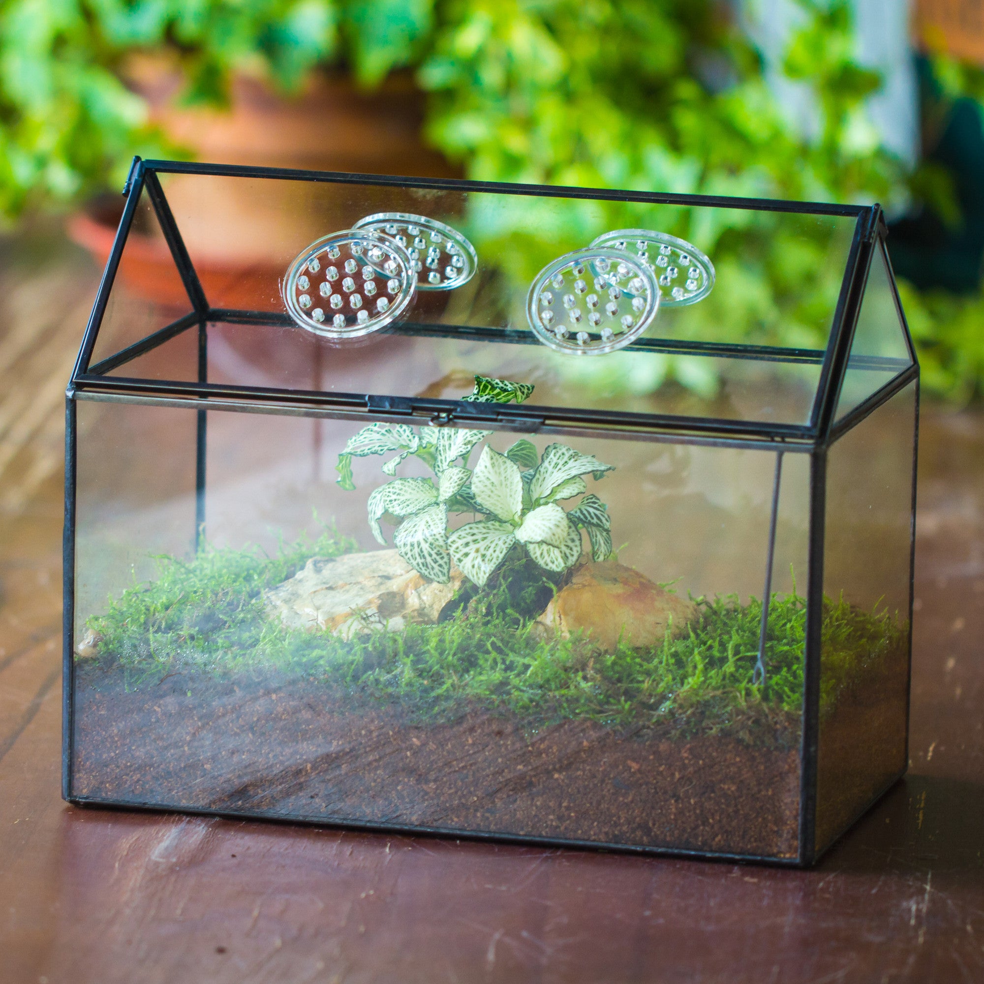 NCYP Handmade Large House Shape Tabletop, Swing Lid Latch Geometric Glass Terrariumn Box - NCYPgarden