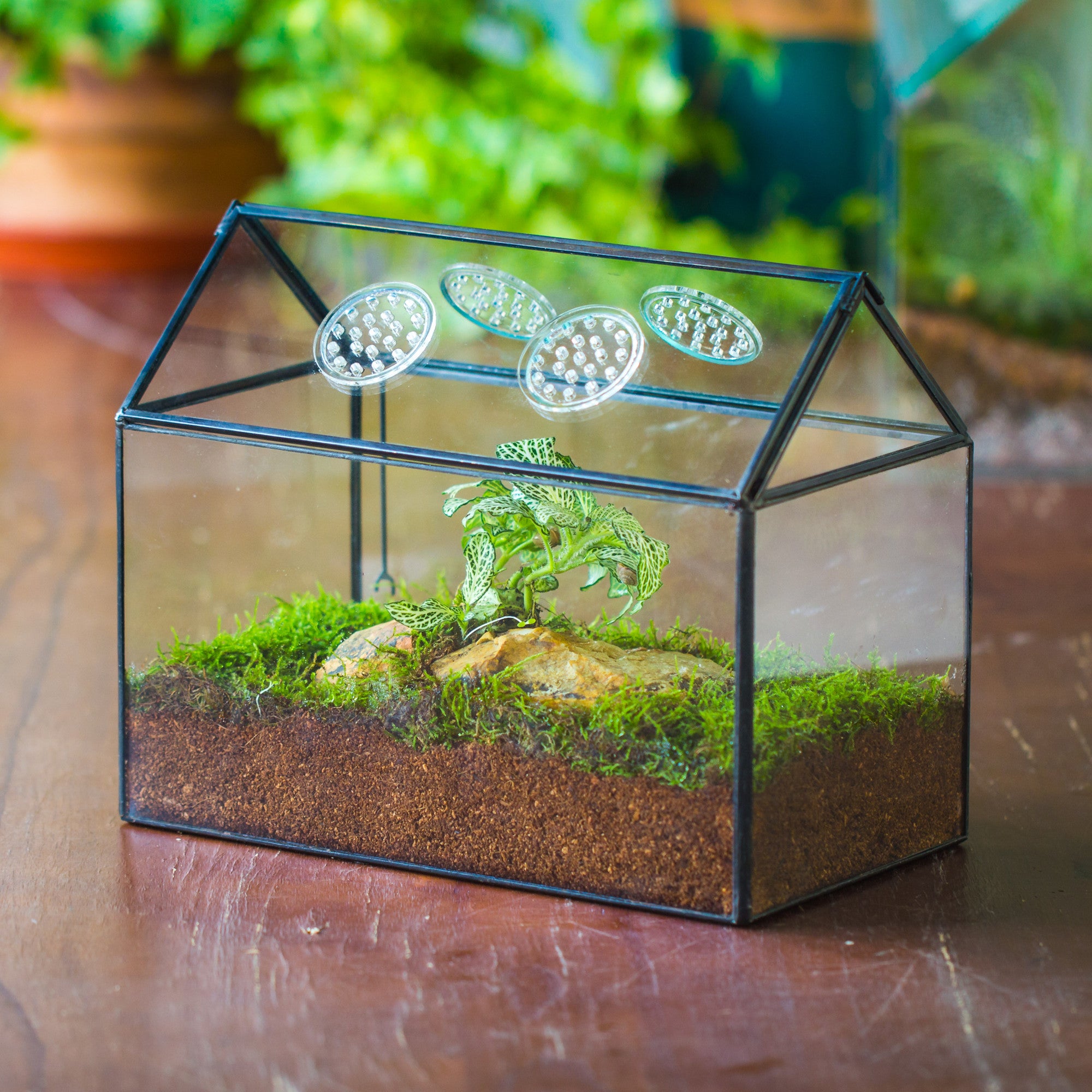 NCYP Handmade Large House Shape Tabletop, Swing Lid Latch Geometric Glass Terrariumn Box - NCYPgarden