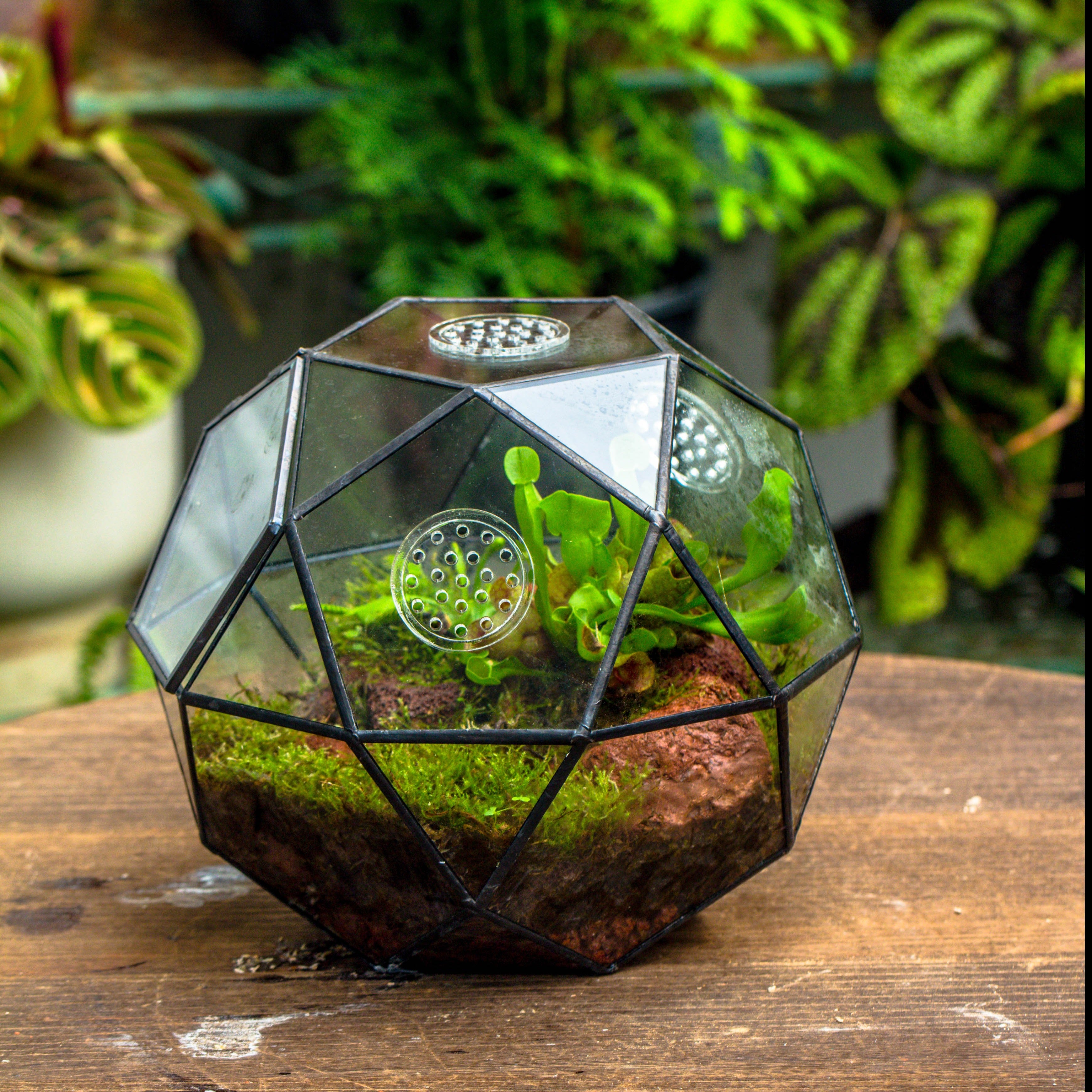 Handmade Close Triangular Pentagon Mix 32-Sides Clear Glass Geometric Centerpiece Terrarium for moss - NCYPgarden