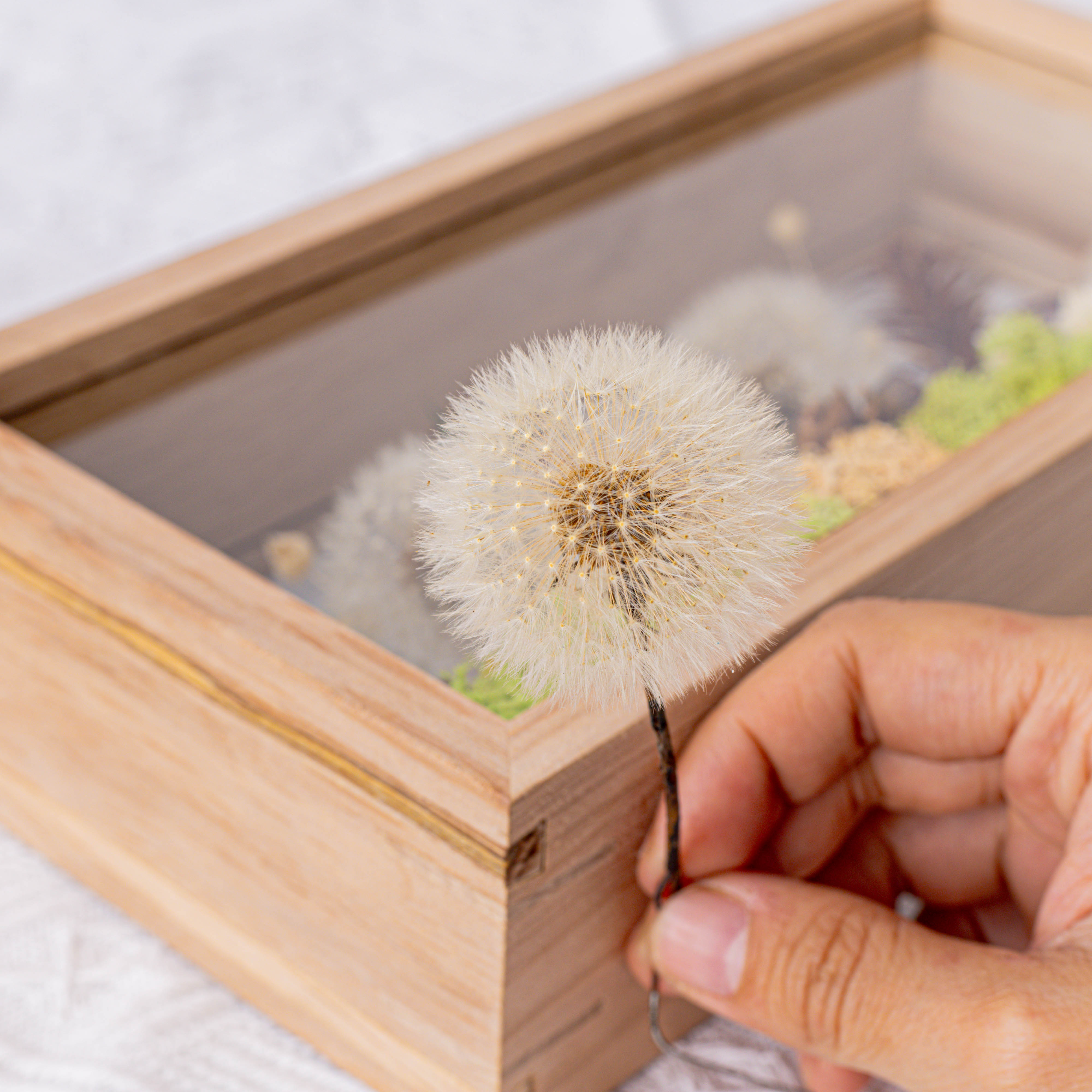 Presered Dandelion Set 3 pcs Dried Flowers, DIY Material for Bouquet, - NCYPgarden