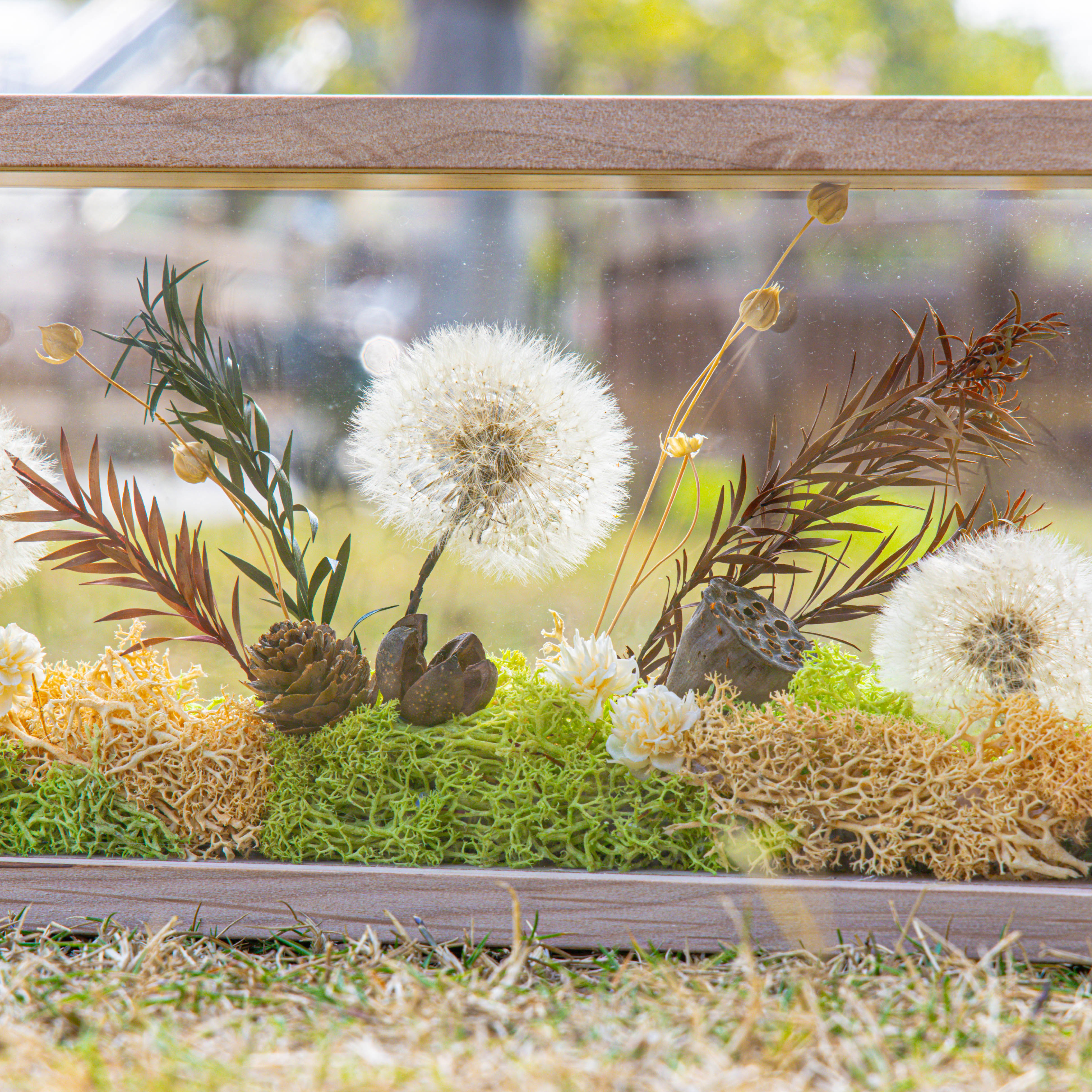 Presered Dandelion Set 3 pcs Dried Flowers, DIY Material for Bouquet, - NCYPgarden