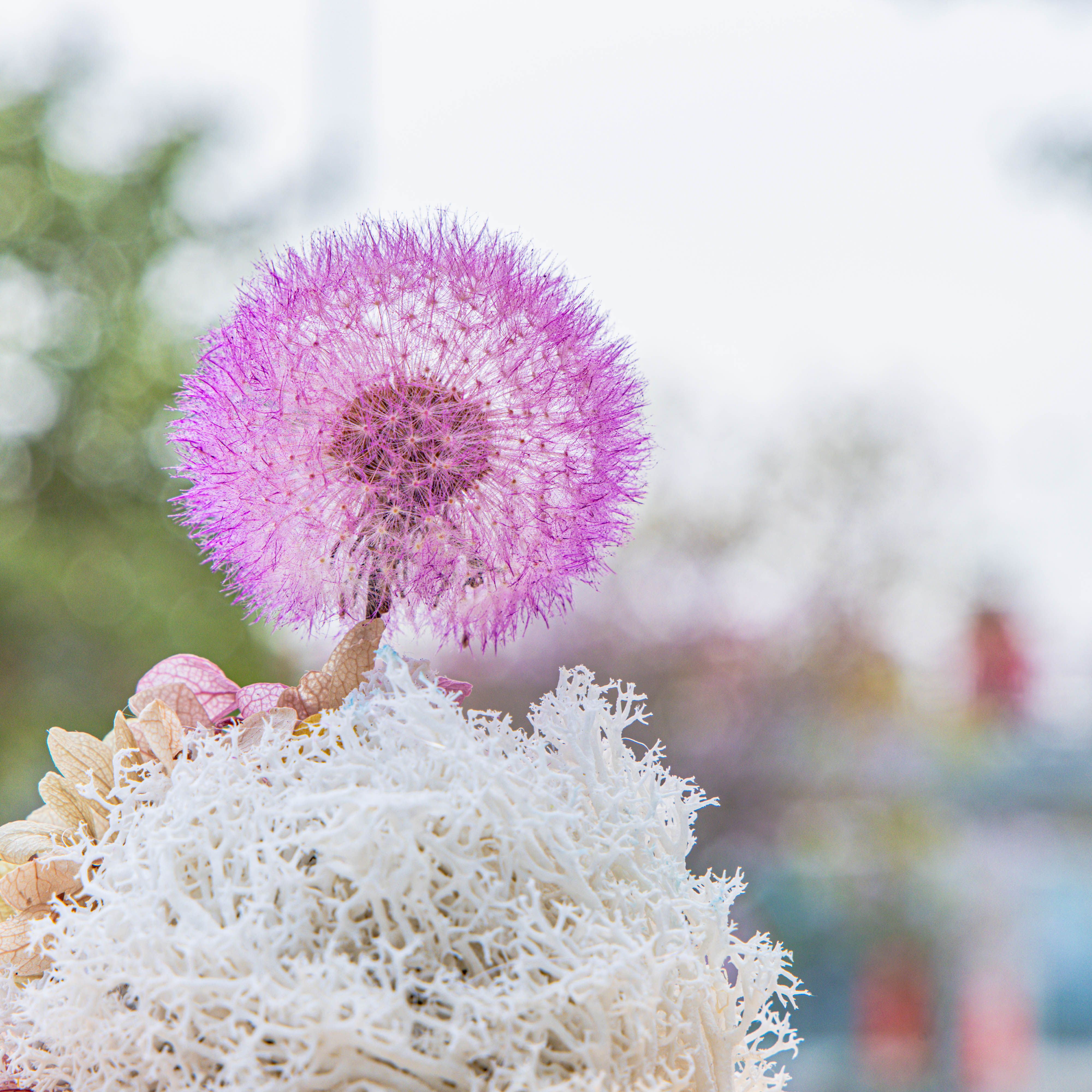 Purple Presered Dandelion Set 3 pcs Dried Flowers, DIY Material for Bouquet, - NCYPgarden