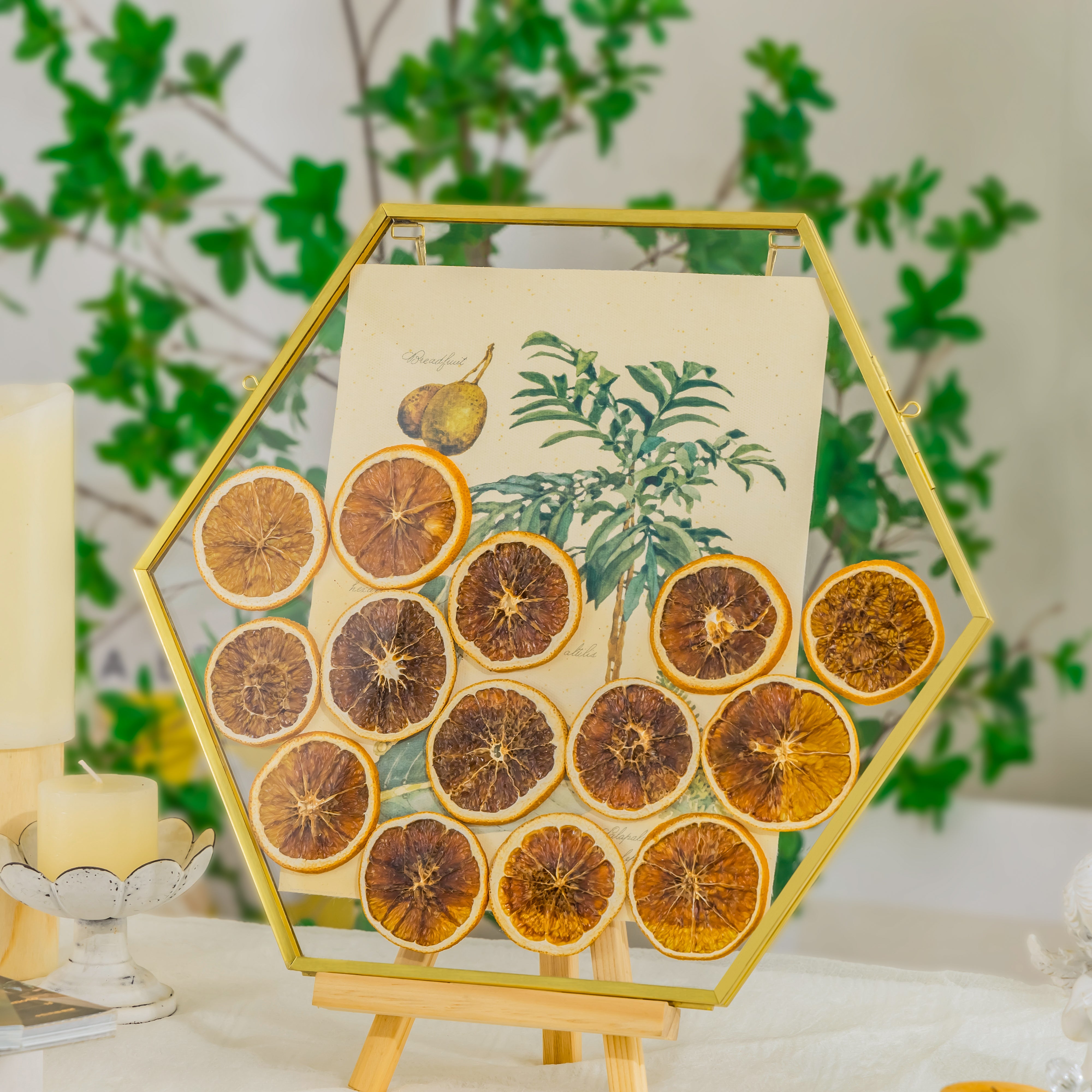 Wall Hanging Hexagon 12" Herbarium Brass Glass Frame for Thick Pressed Flowers, Dried Flowers, Poster, Coin, Double Glass, floating Frame - NCYPgarden