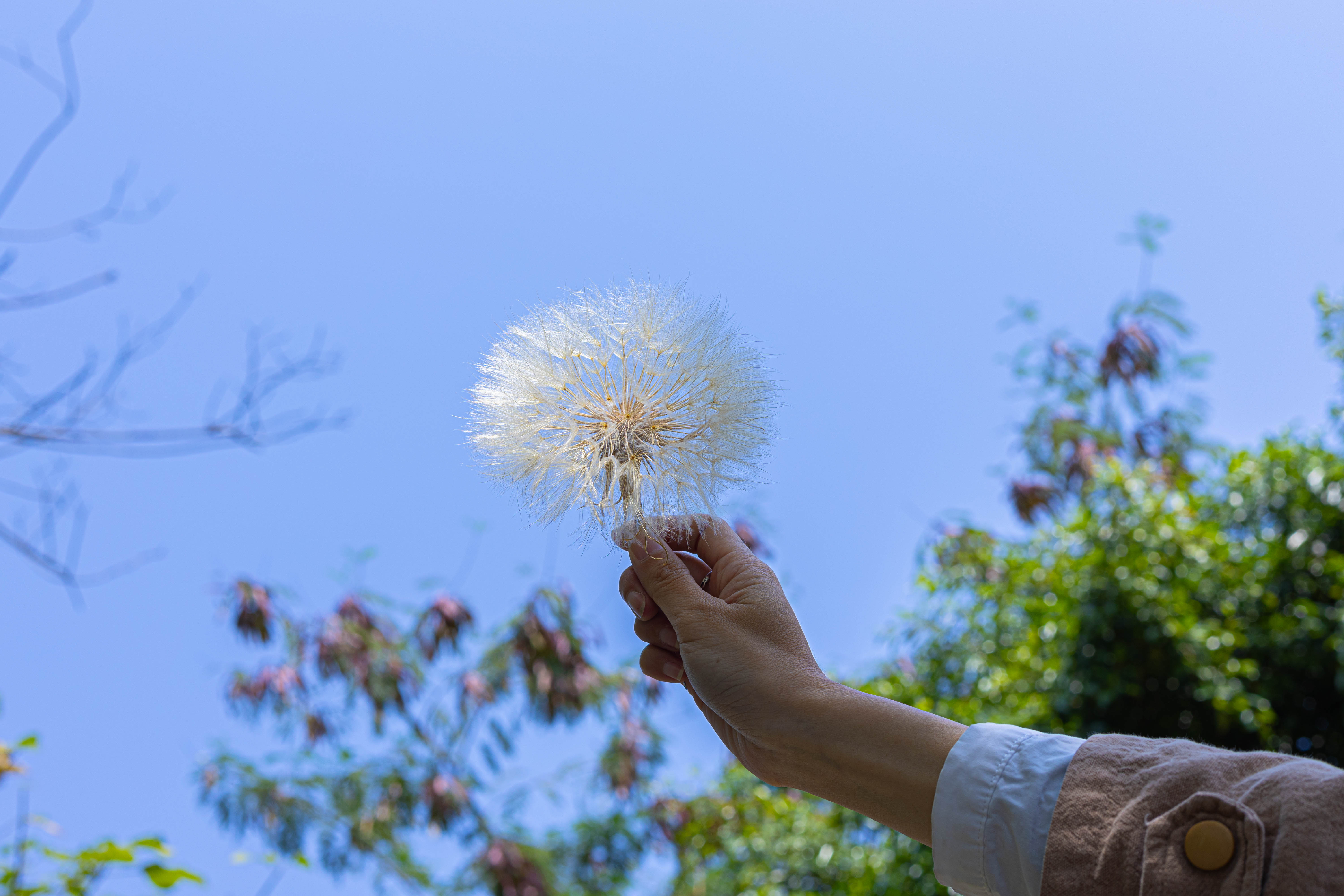 Super Large Diameter 11cm / 4.3 Presered Dandelion Dried Flowers, DIY Material for Bouquet, - NCYPgarden