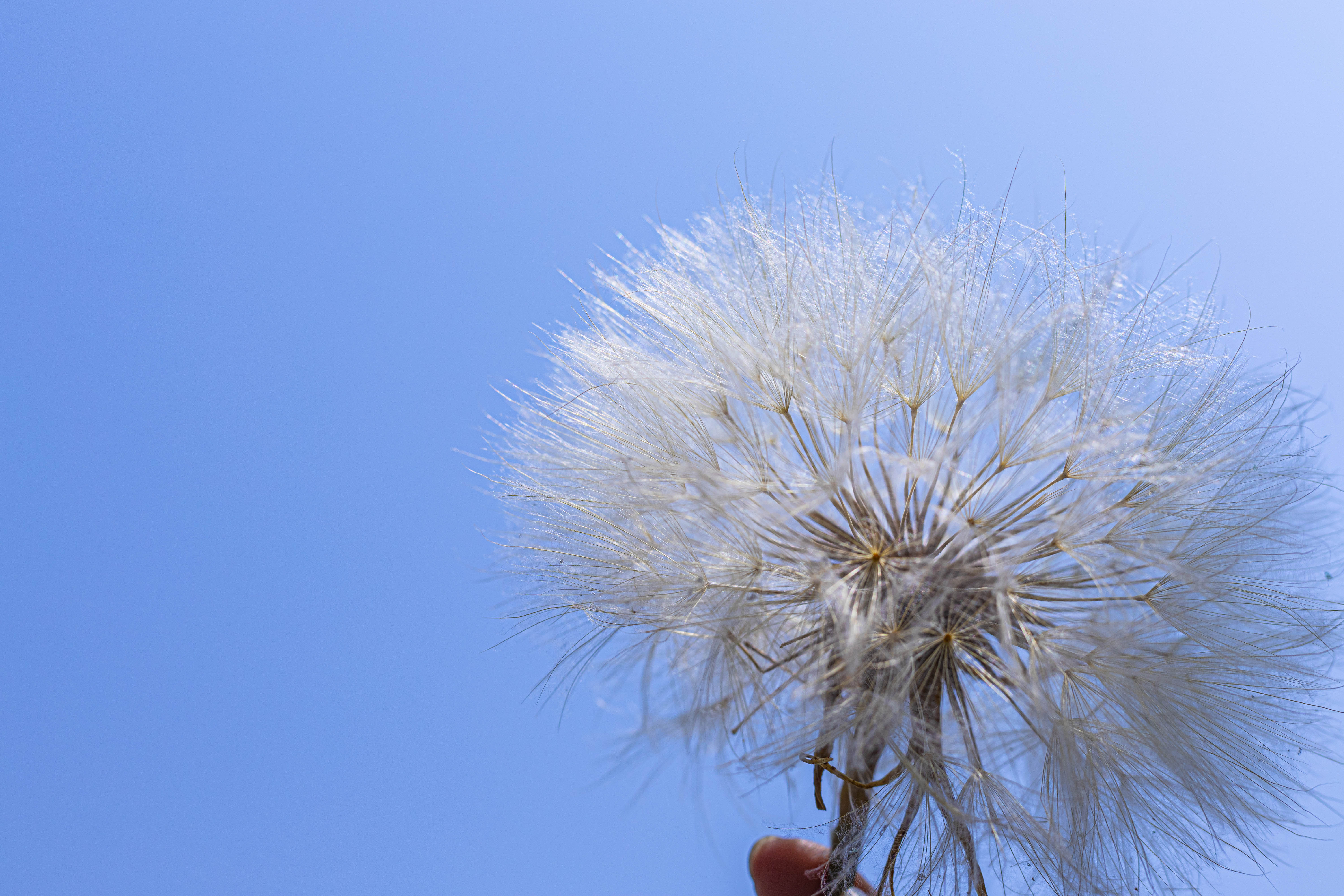 Super Large Diameter 11cm / 4.3 Presered Dandelion Dried Flowers, DIY Material for Bouquet, - NCYPgarden