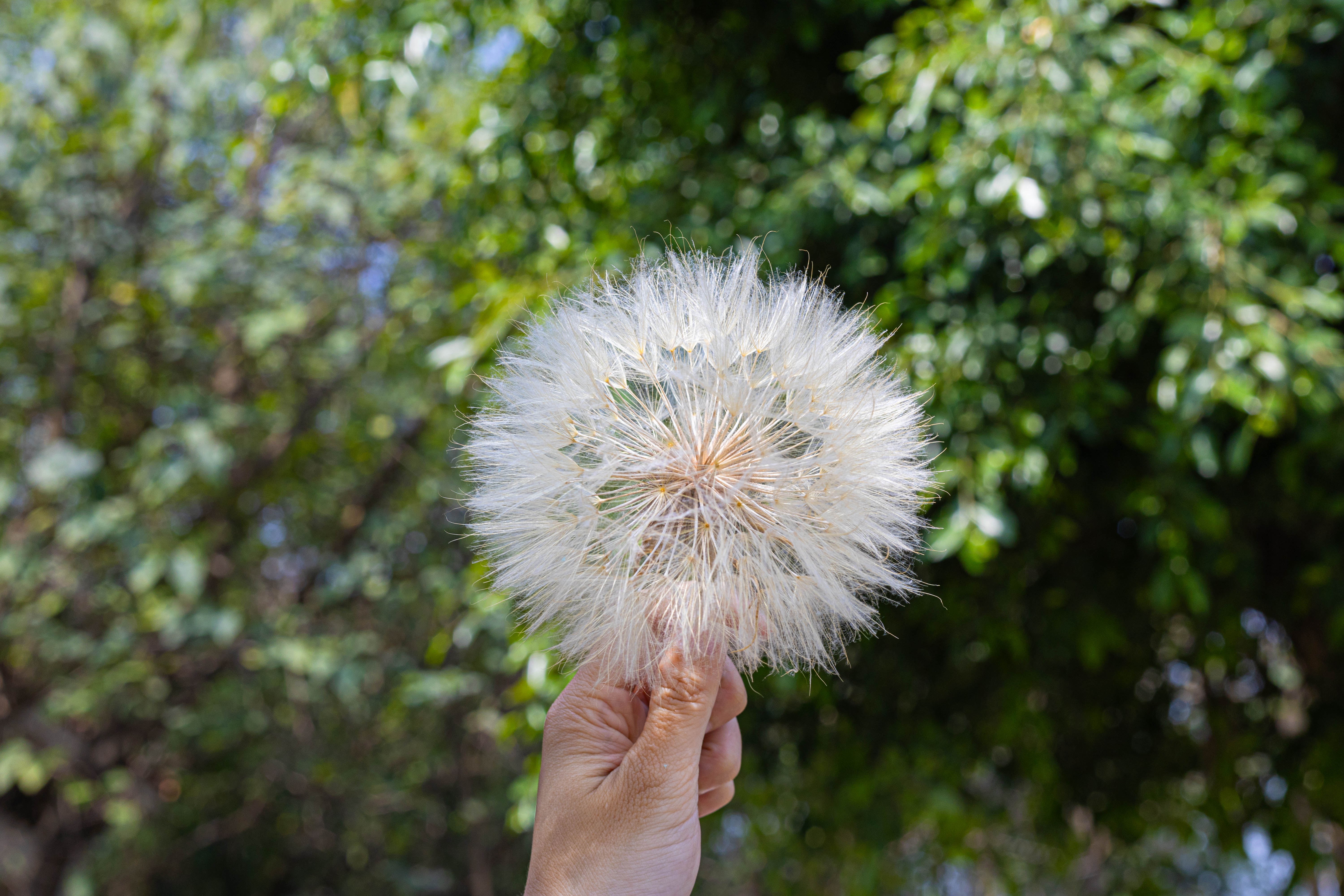 Super Large Diameter 11cm / 4.3 Presered Dandelion Dried Flowers, DIY Material for Bouquet, - NCYPgarden