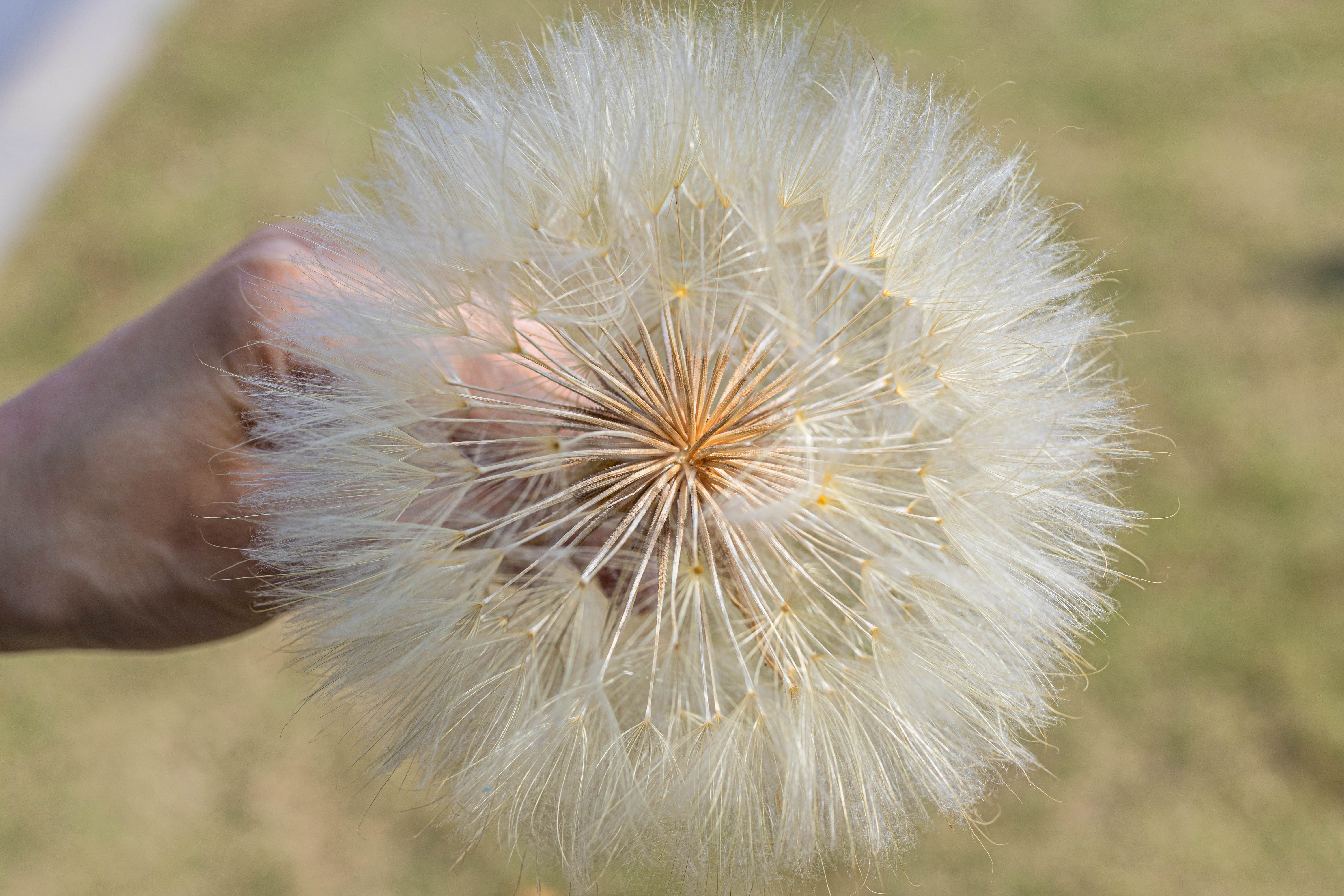 Super Large Diameter 11cm / 4.3 Presered Dandelion Dried Flowers, DIY Material for Bouquet, - NCYPgarden