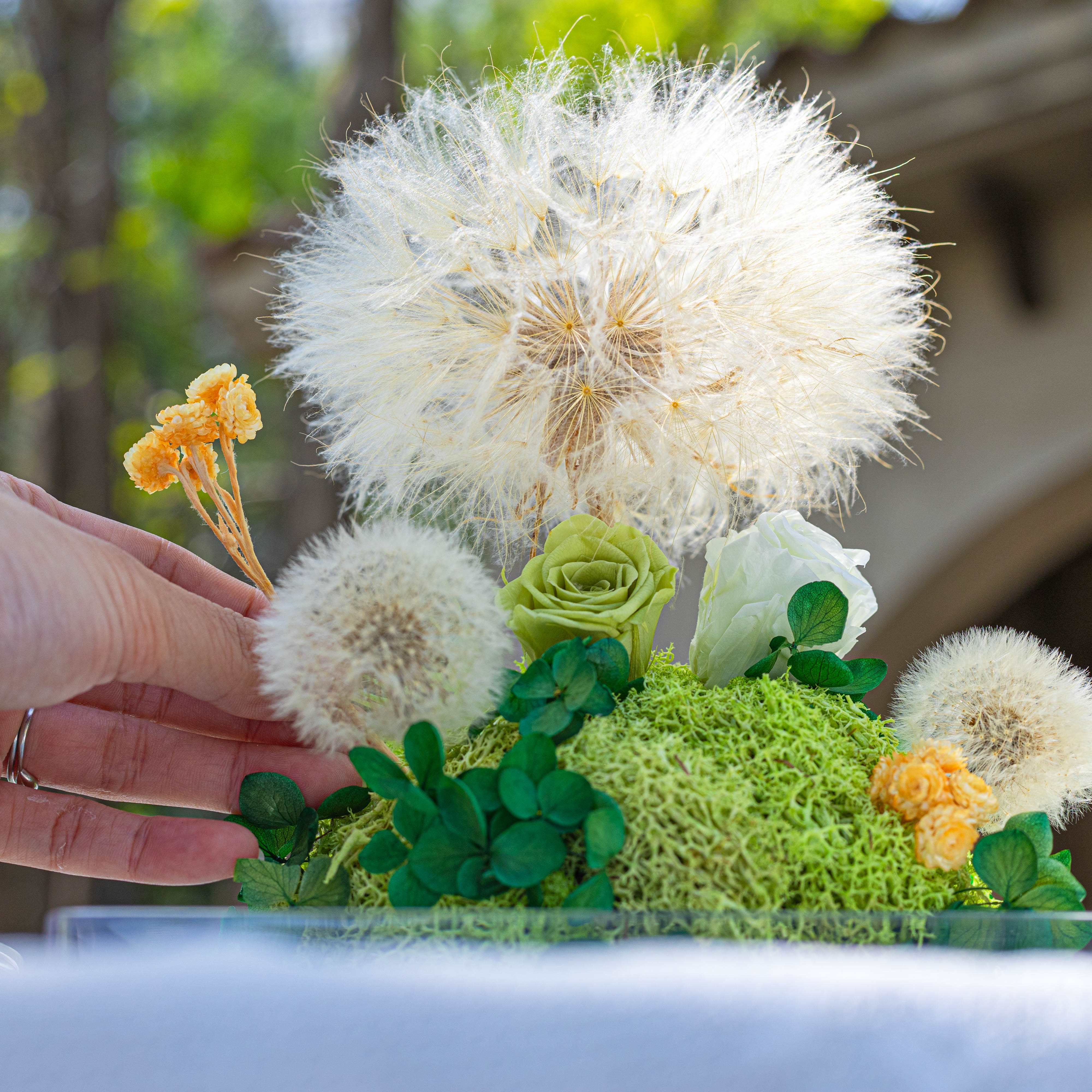 Super Large Diameter 11cm / 4.3 Presered Dandelion Dried Flowers, DIY Material for Bouquet, - NCYPgarden