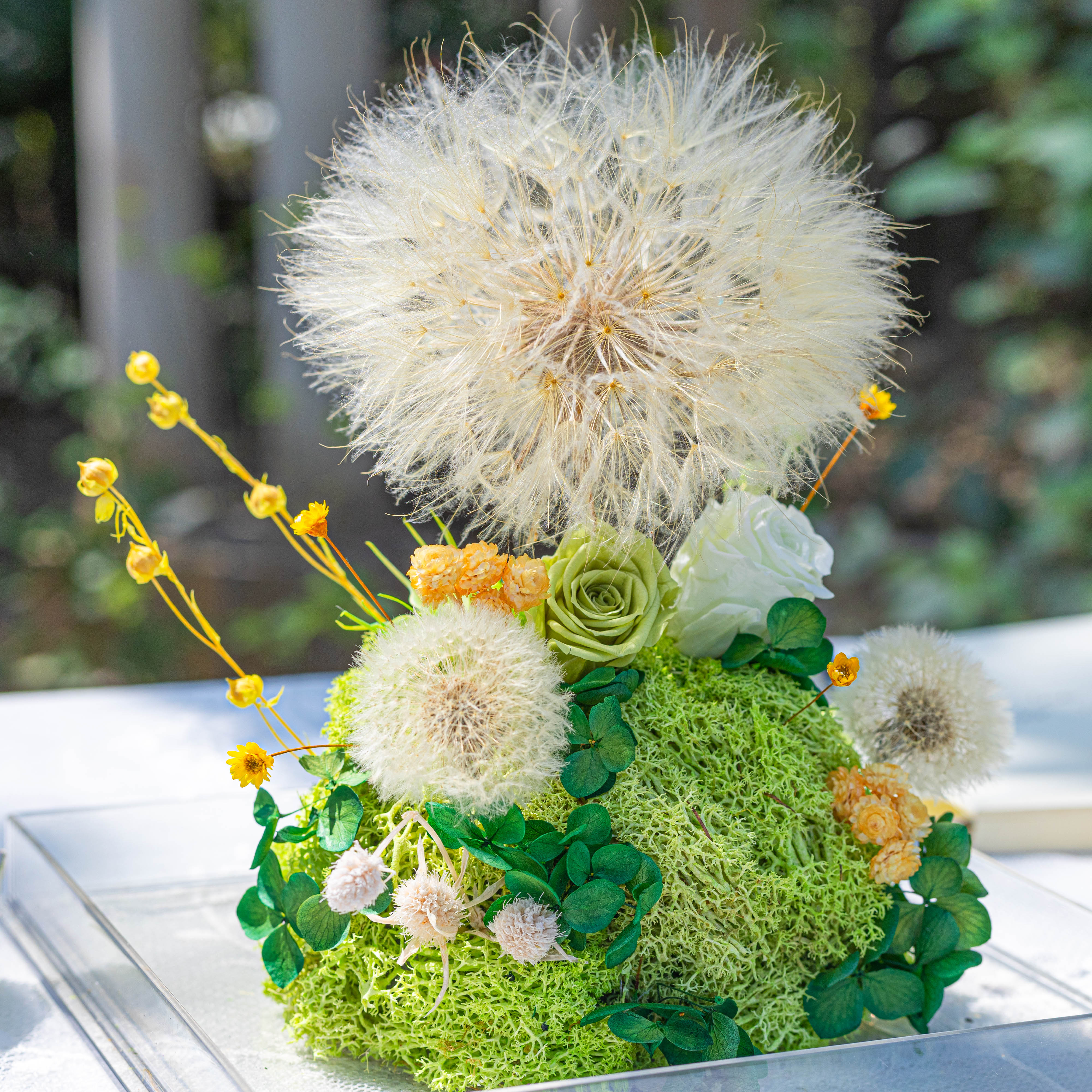 Super Large Diameter 11cm / 4.3 Presered Dandelion Dried Flowers, DIY Material for Bouquet, - NCYPgarden