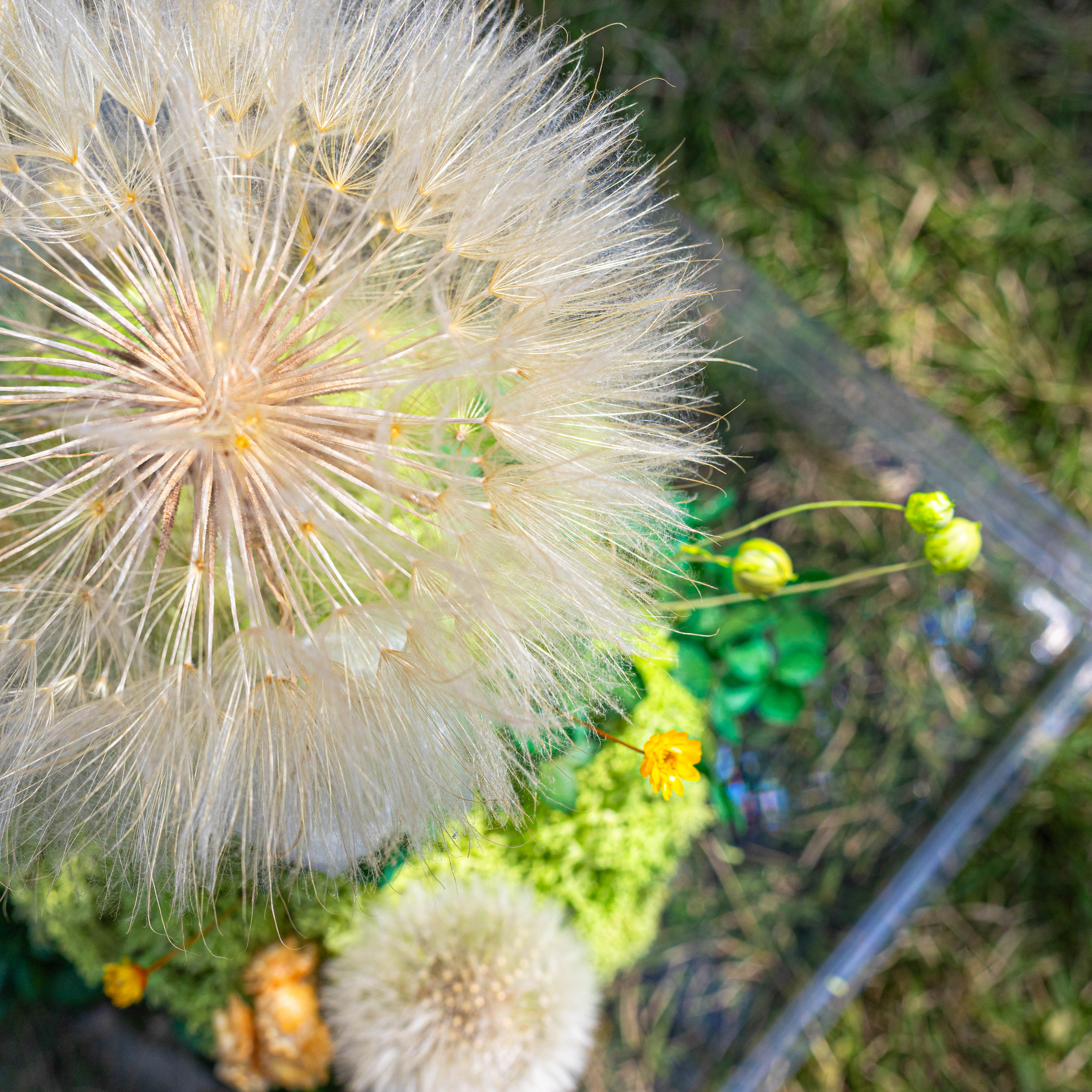 Super Large Diameter 11cm / 4.3 Presered Dandelion Dried Flowers, DIY Material for Bouquet, - NCYPgarden