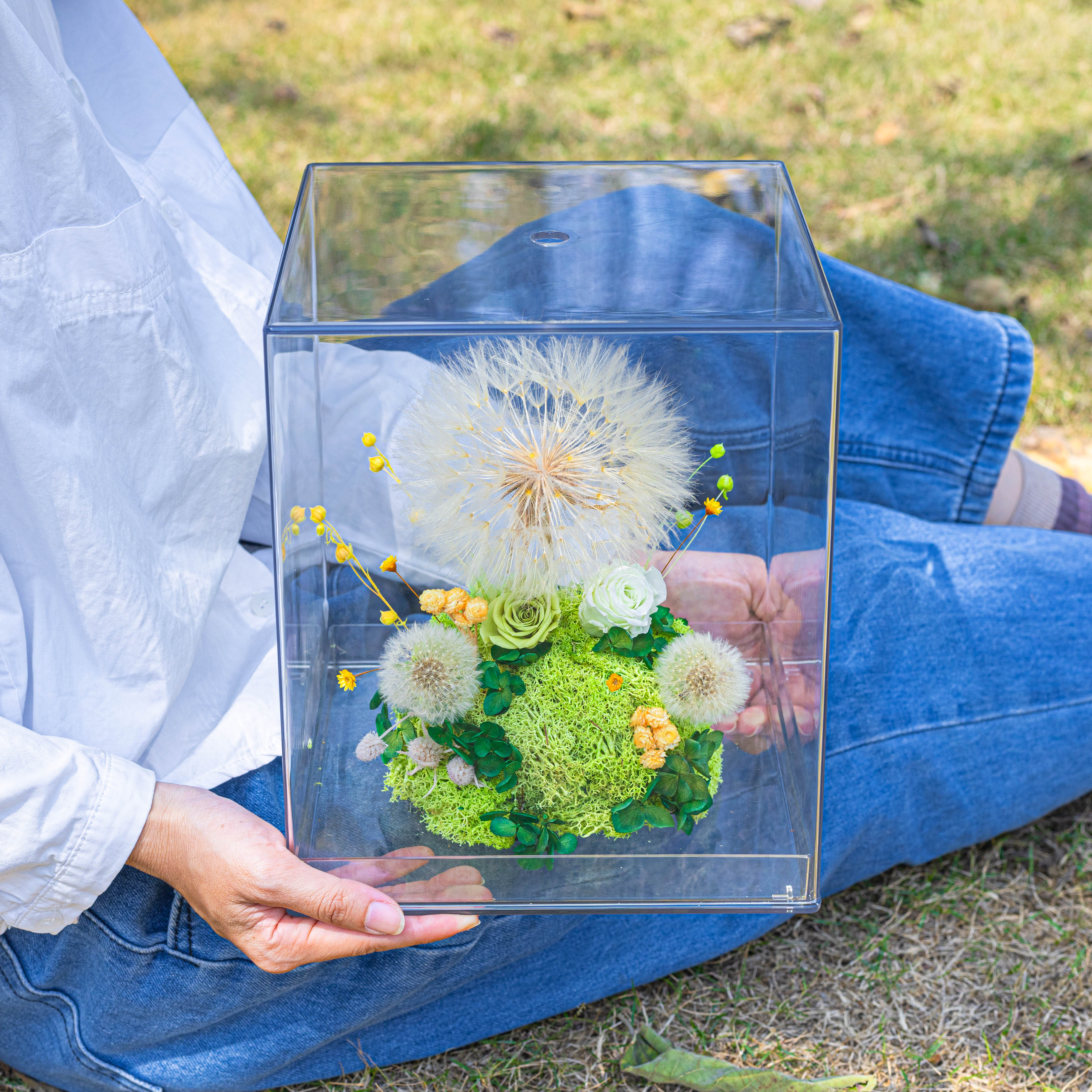 Super Large Diameter 11cm / 4.3 Presered Dandelion Dried Flowers, DIY Material for Bouquet, - NCYPgarden