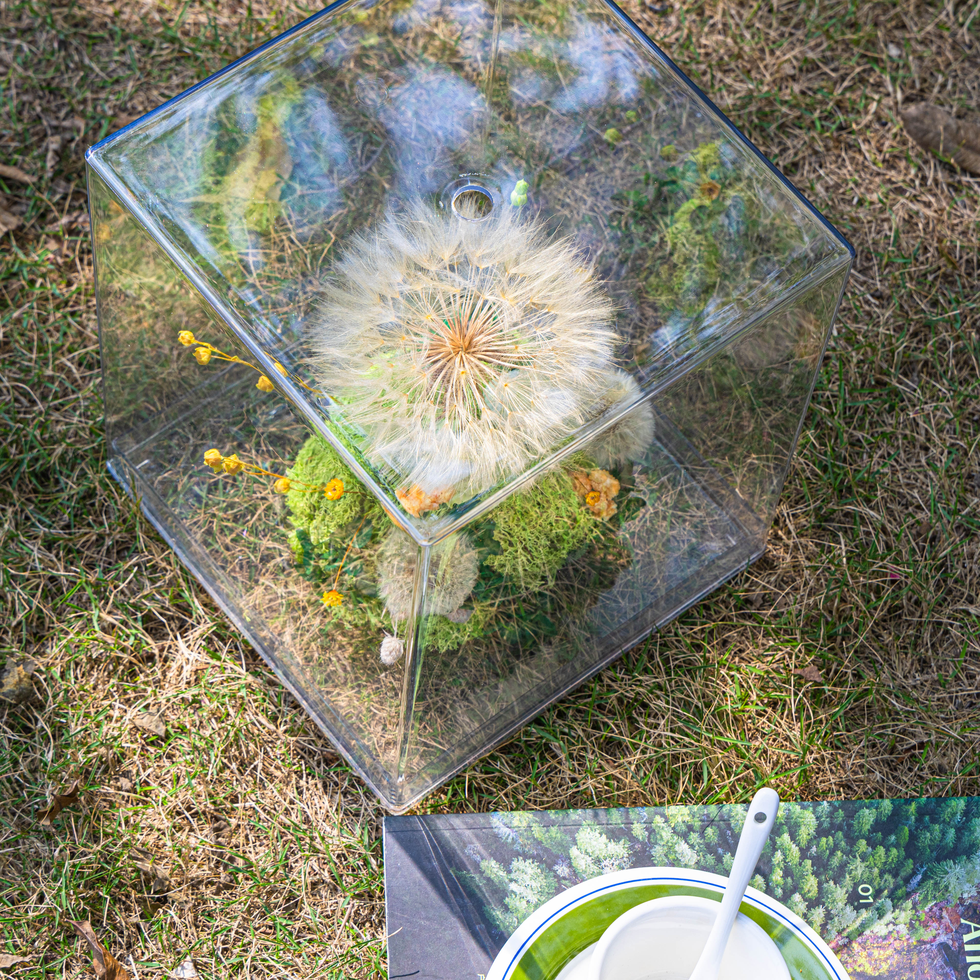 Super Large Diameter 11cm / 4.3 Presered Dandelion Dried Flowers, DIY Material for Bouquet, - NCYPgarden