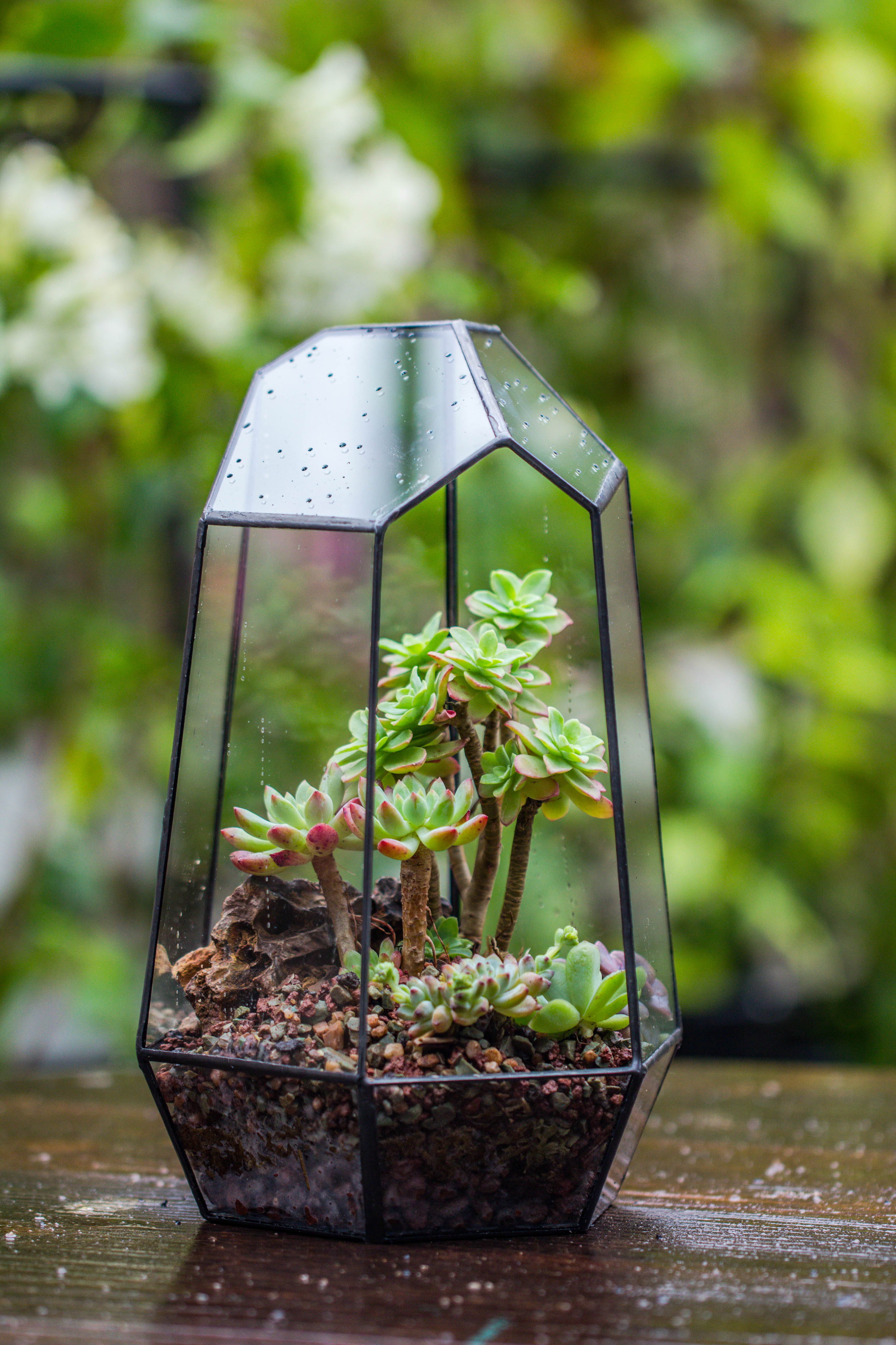 Handmade Irregular Tall Black Glass Geometric Terrarium Various Size for Succulents Moss Airplants - NCYPgarden