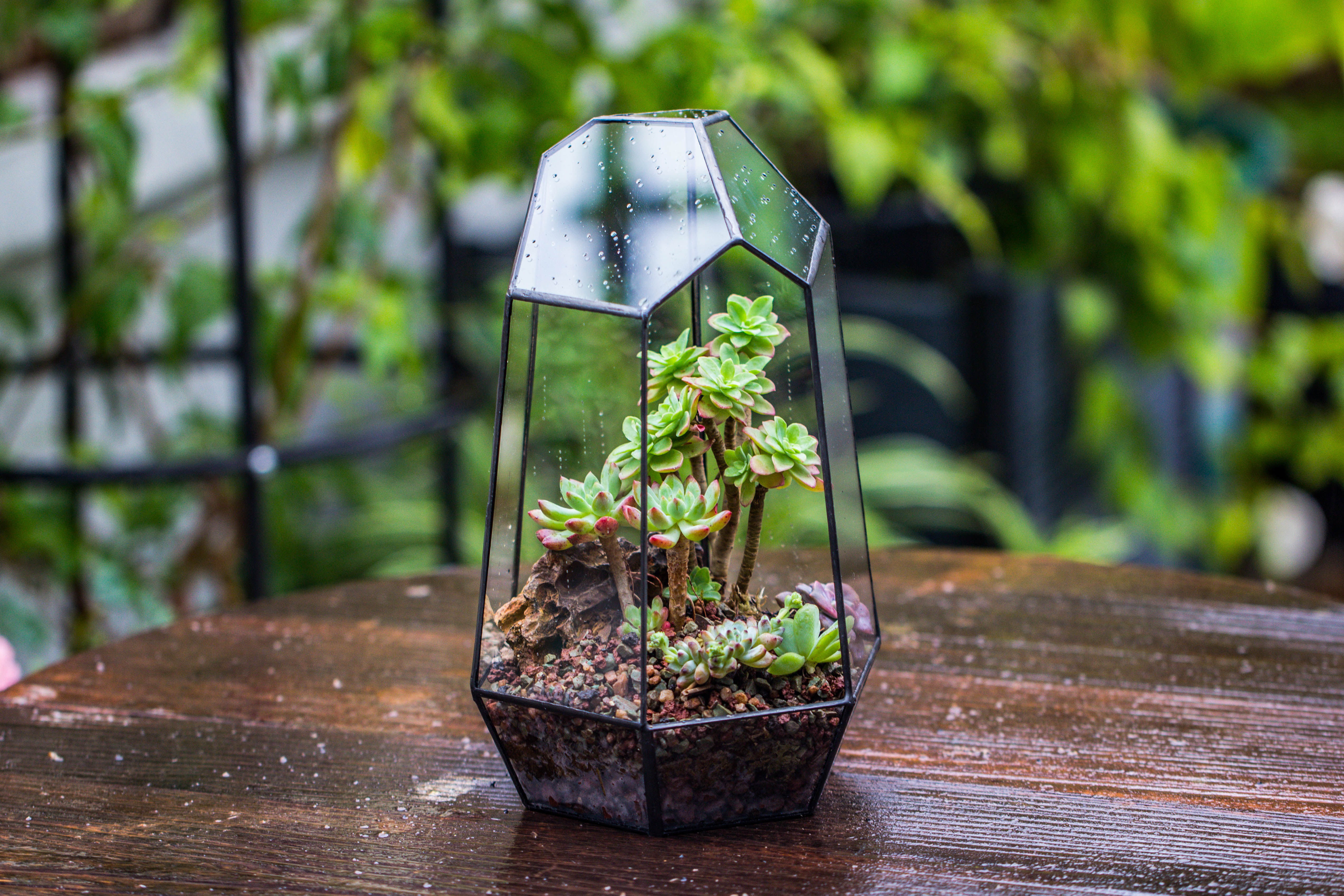 Handmade Irregular Tall Black Glass Geometric Terrarium Various Size for Succulents Moss Airplants - NCYPgarden