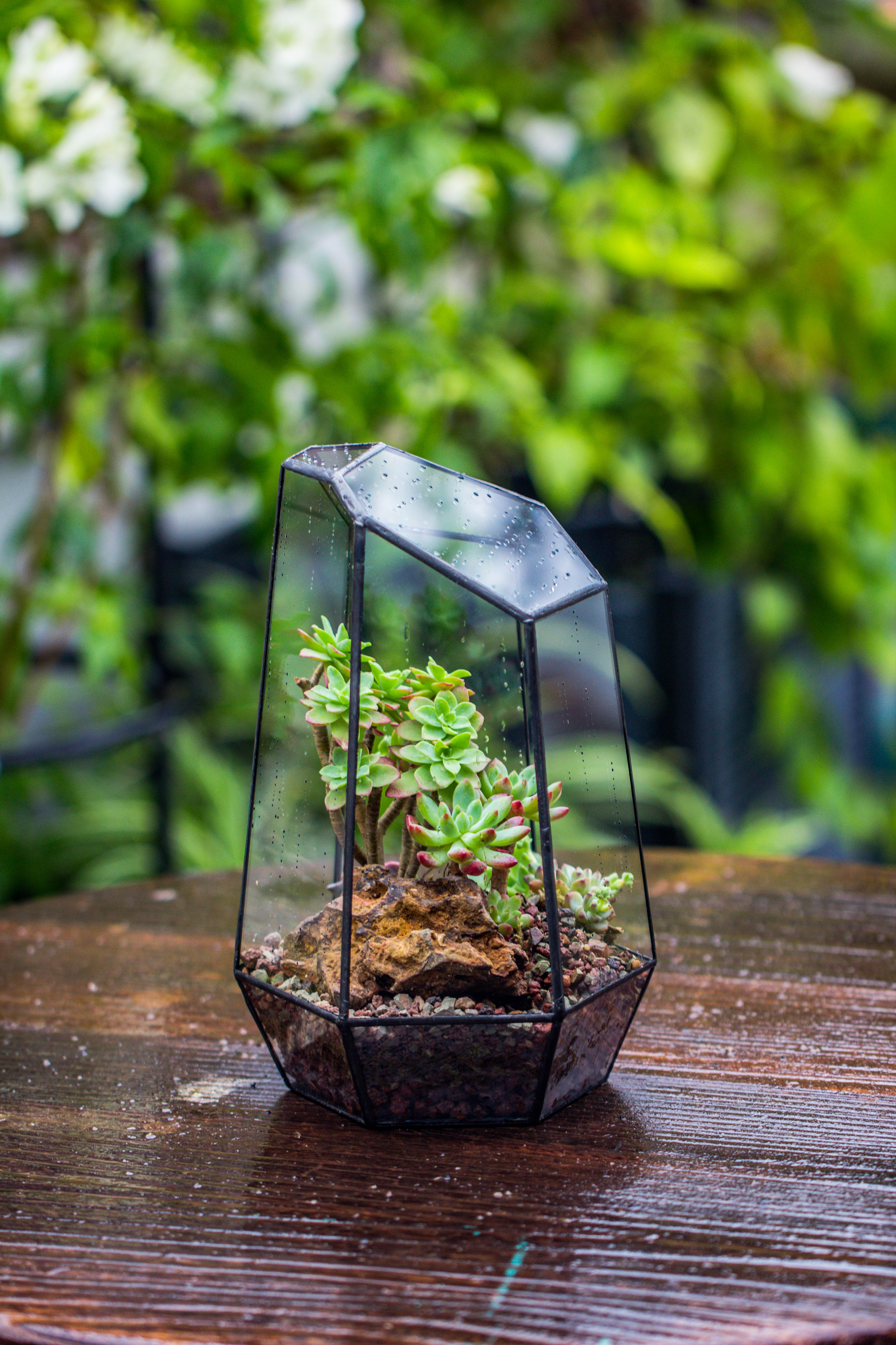 Handmade Irregular Tall Black Glass Geometric Terrarium Various Size for Succulents Moss Airplants - NCYPgarden