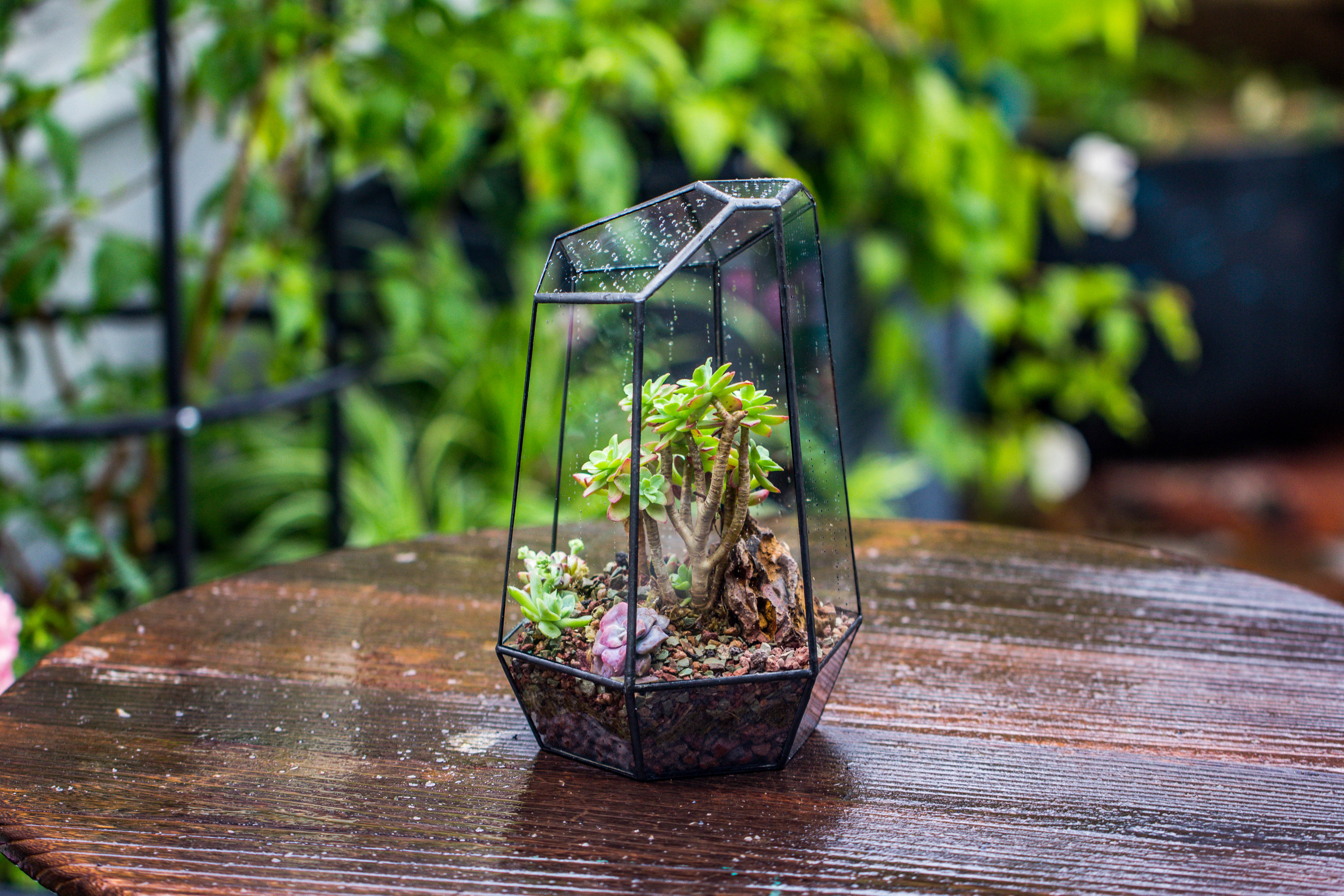 Handmade Irregular Tall Black Glass Geometric Terrarium Various Size for Succulents Moss Airplants - NCYPgarden