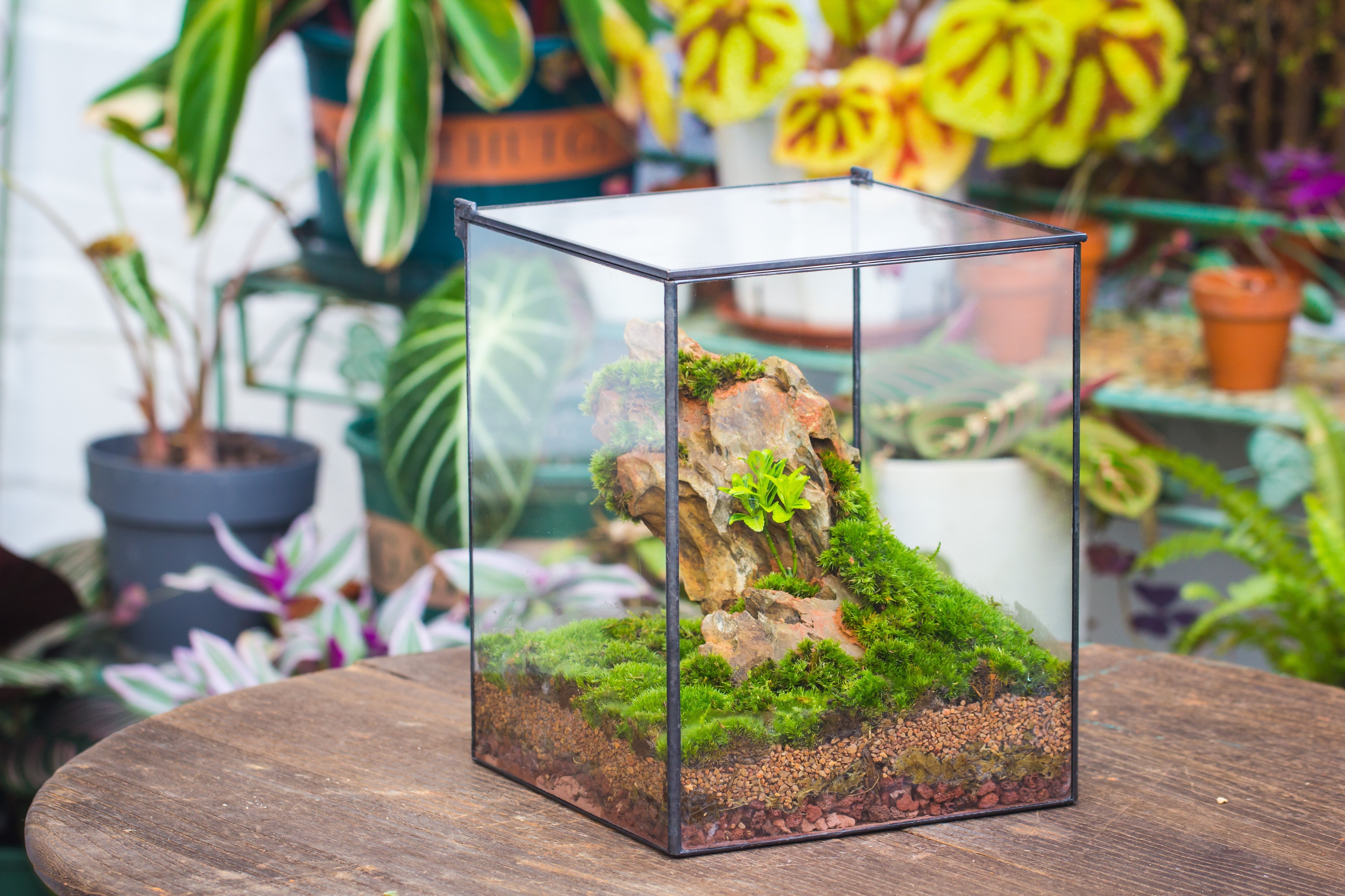 NCYP Basic Rectangle Close Geometric Glass Tin Terrarium, Planter  Multiple Size for Moss Wall, Fern, Landscape multiple size, No plants - NCYPgarden