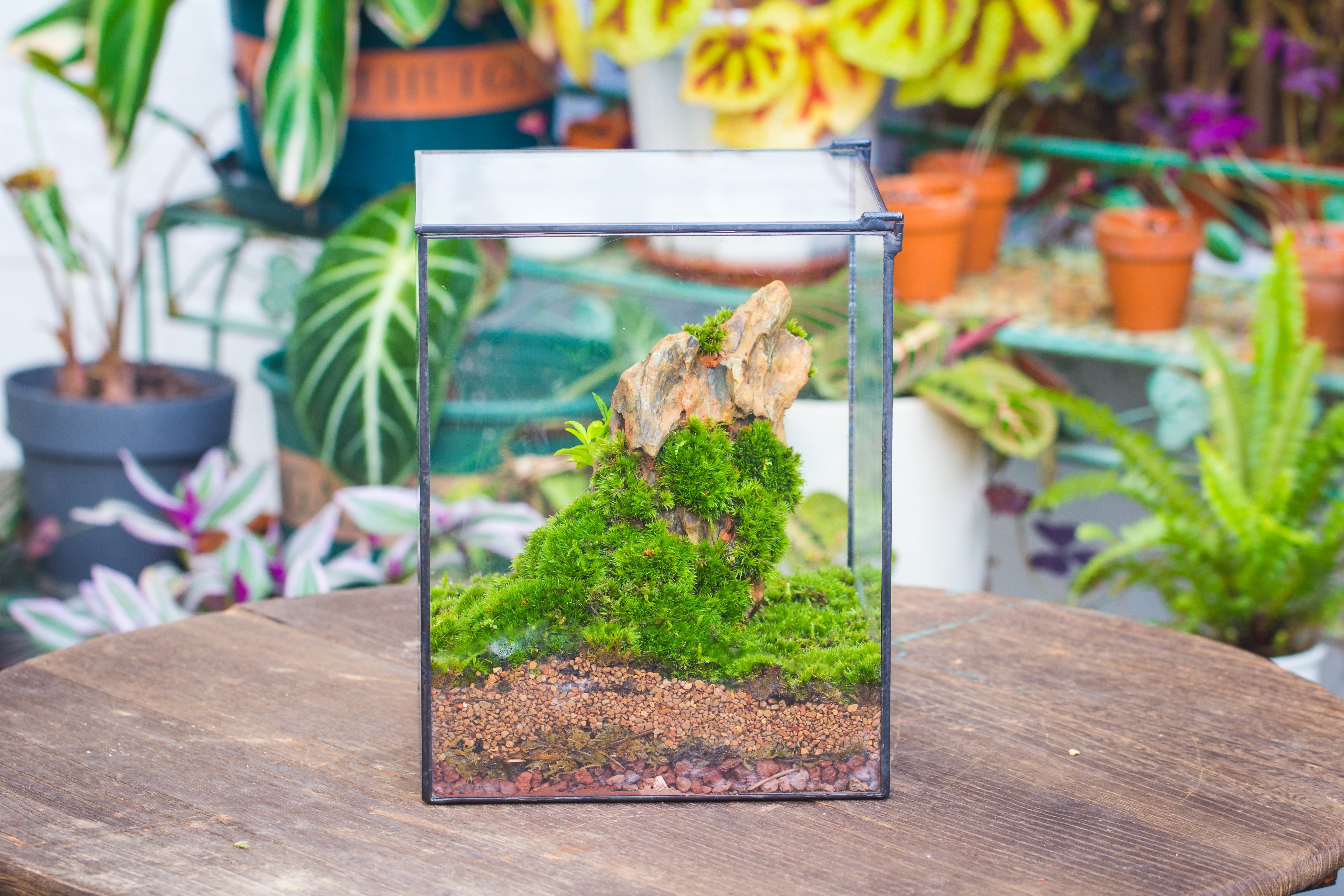 NCYP Basic Rectangle Close Geometric Glass Tin Terrarium, Planter  Multiple Size for Moss Wall, Fern, Landscape multiple size, No plants - NCYPgarden