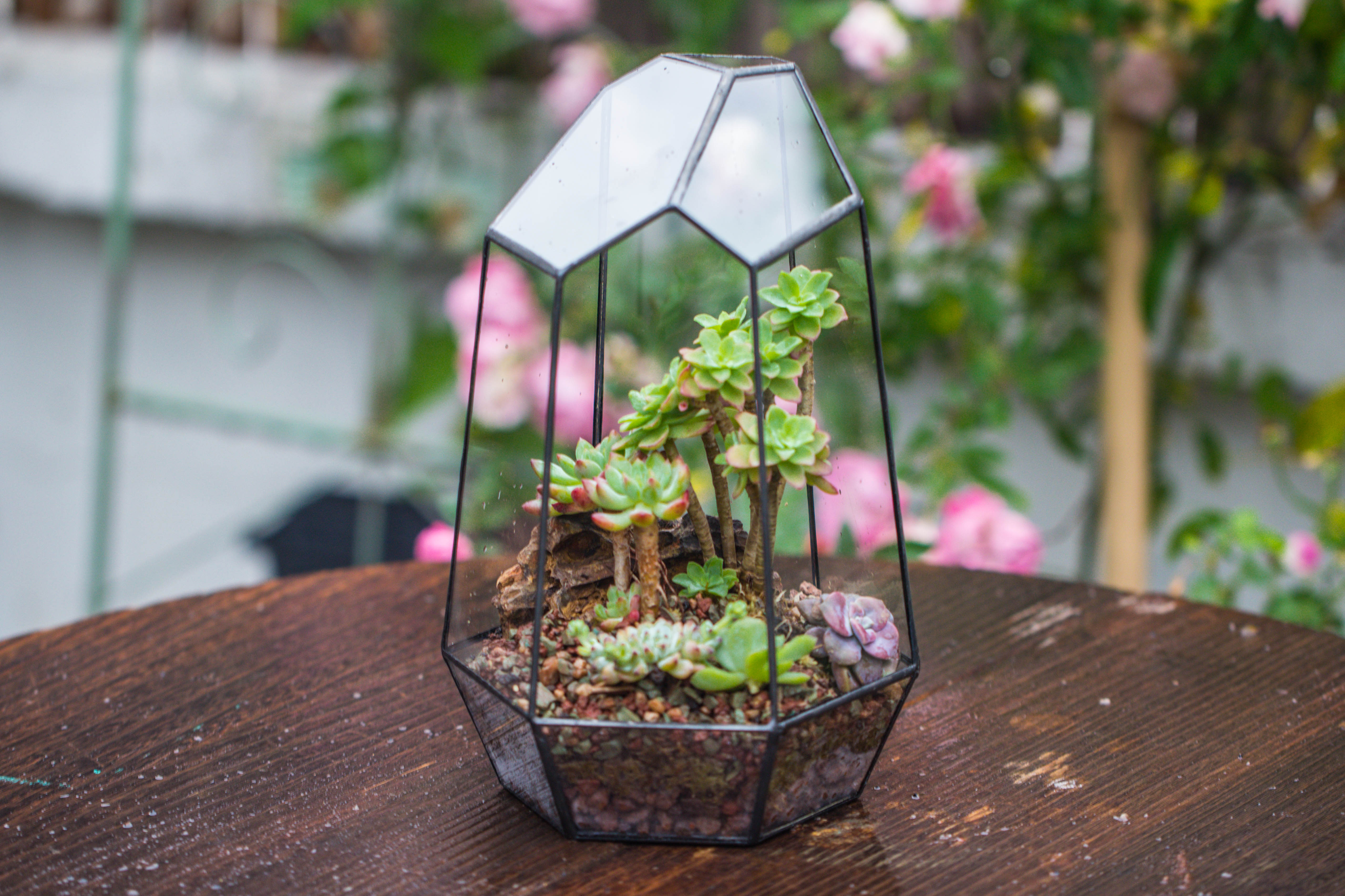 Handmade Irregular Tall Black Glass Geometric Terrarium Various Size for Succulents Moss Airplants - NCYPgarden