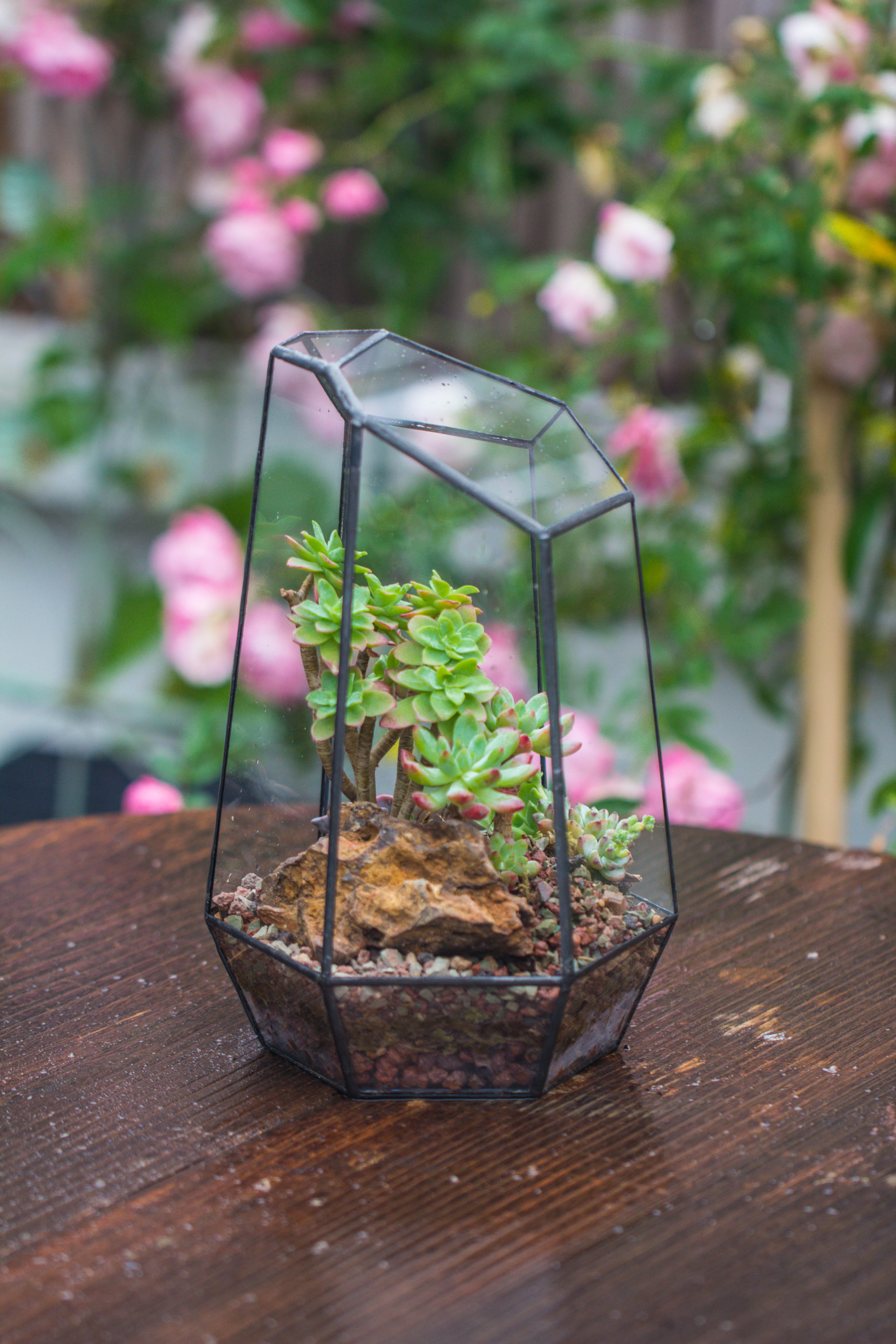 Handmade Irregular Tall Black Glass Geometric Terrarium Various Size for Succulents Moss Airplants - NCYPgarden