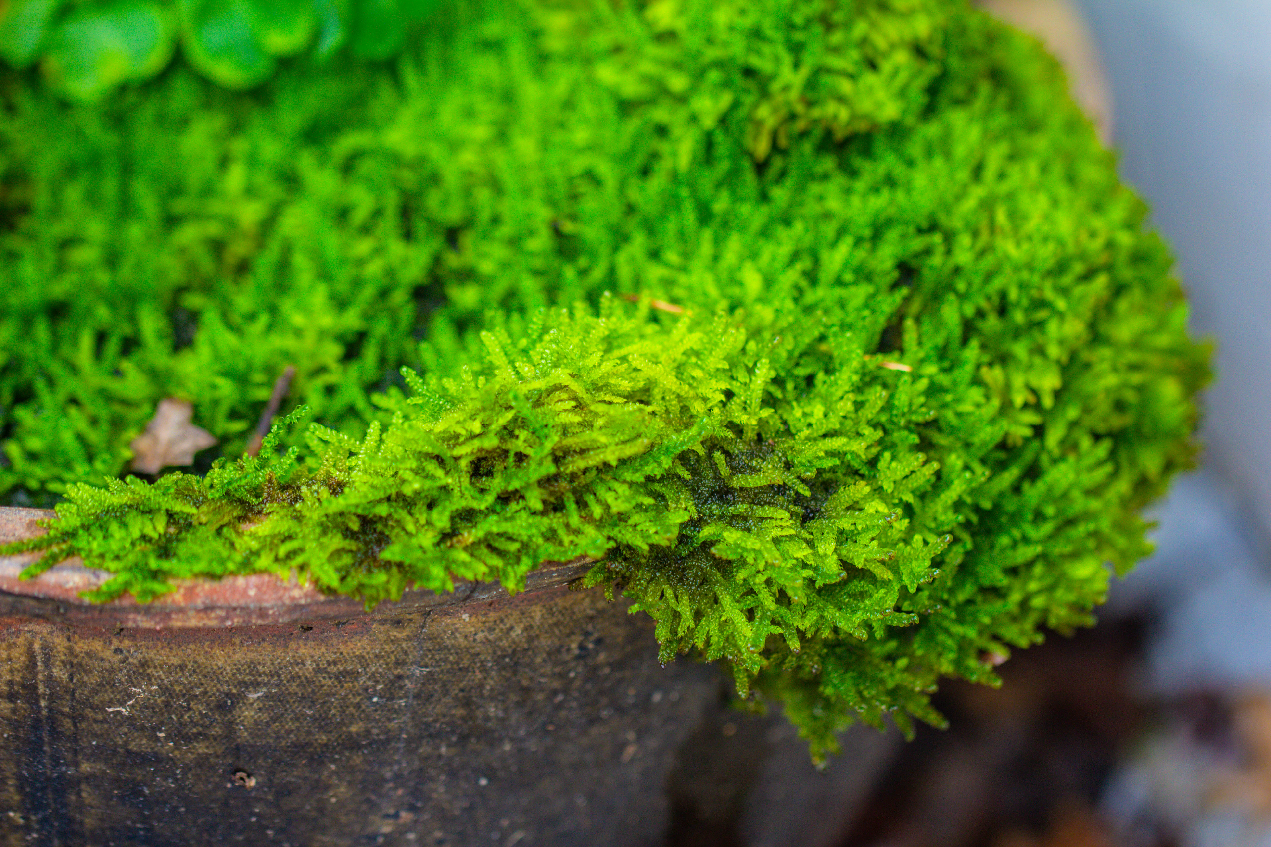 29x30cm Live dry Hypnum plumaeforme Wils. Moss for open terrarium. moss ball - NCYPgarden