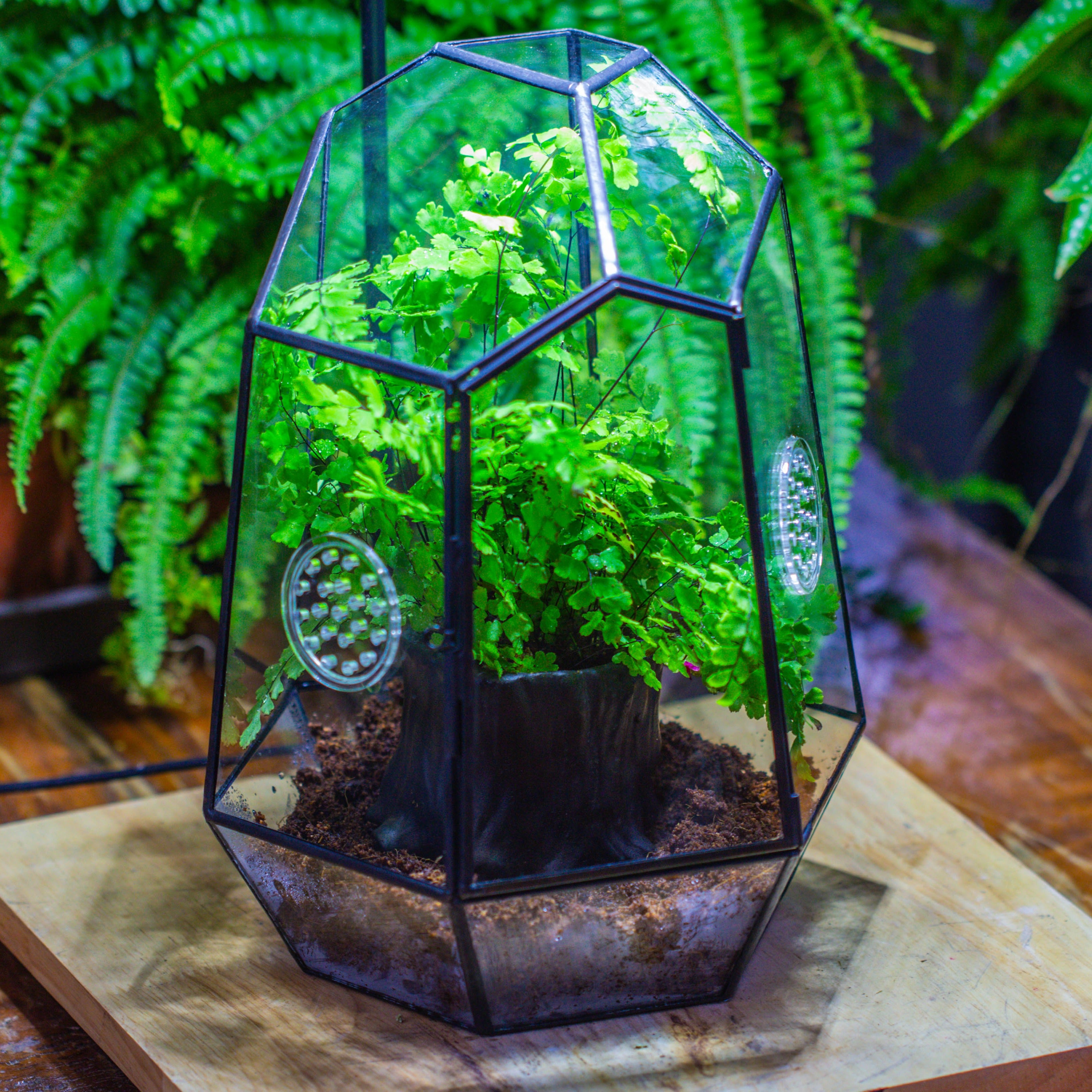 NCYP Close Geometric Glass Terrarium with Door, with vents, coconut coir, tree stump like black pot building set, for snails, spiders - NCYPgarden