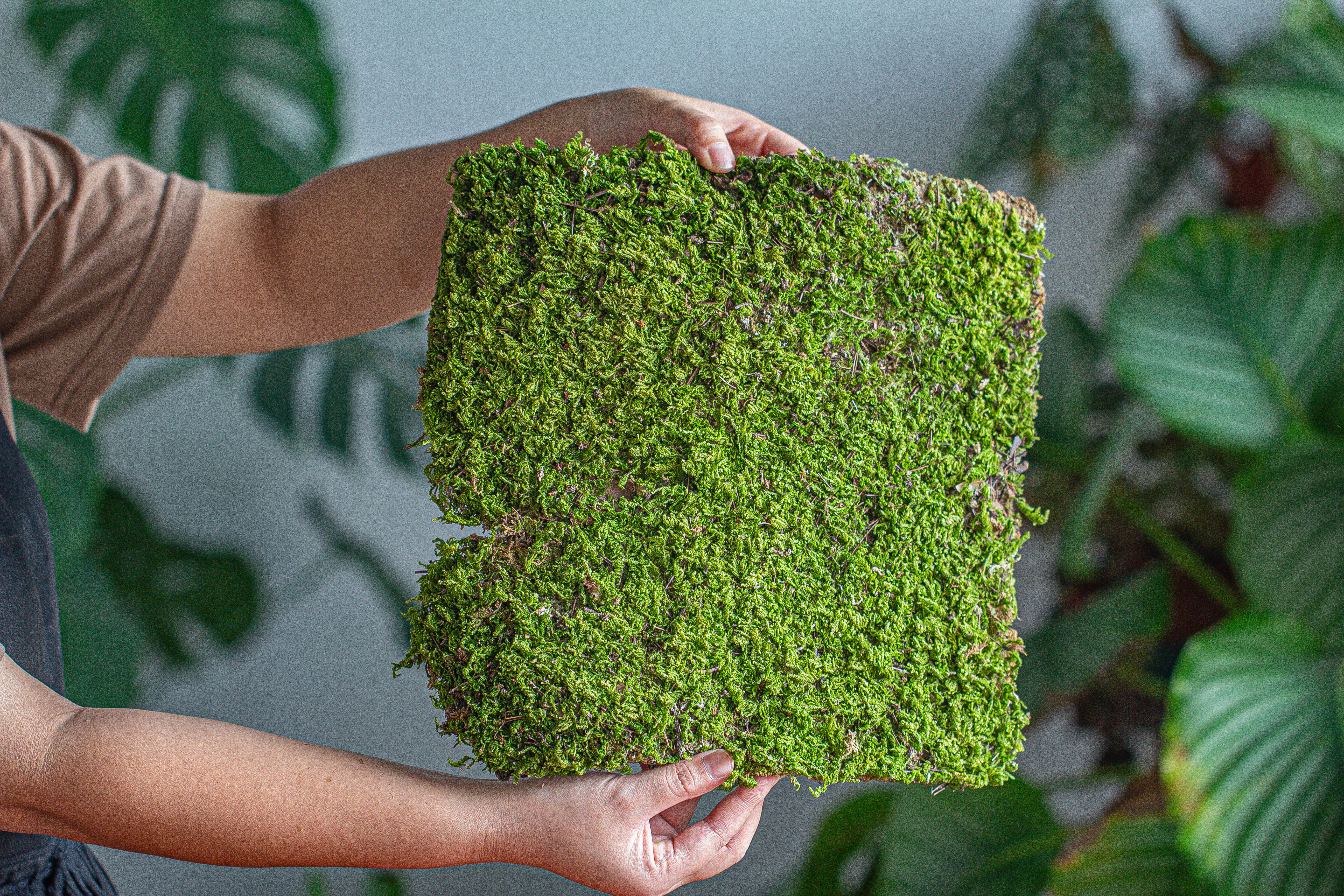 29x30cm Live dry Hypnum plumaeforme Wils. Moss for open terrarium. moss ball - NCYPgarden