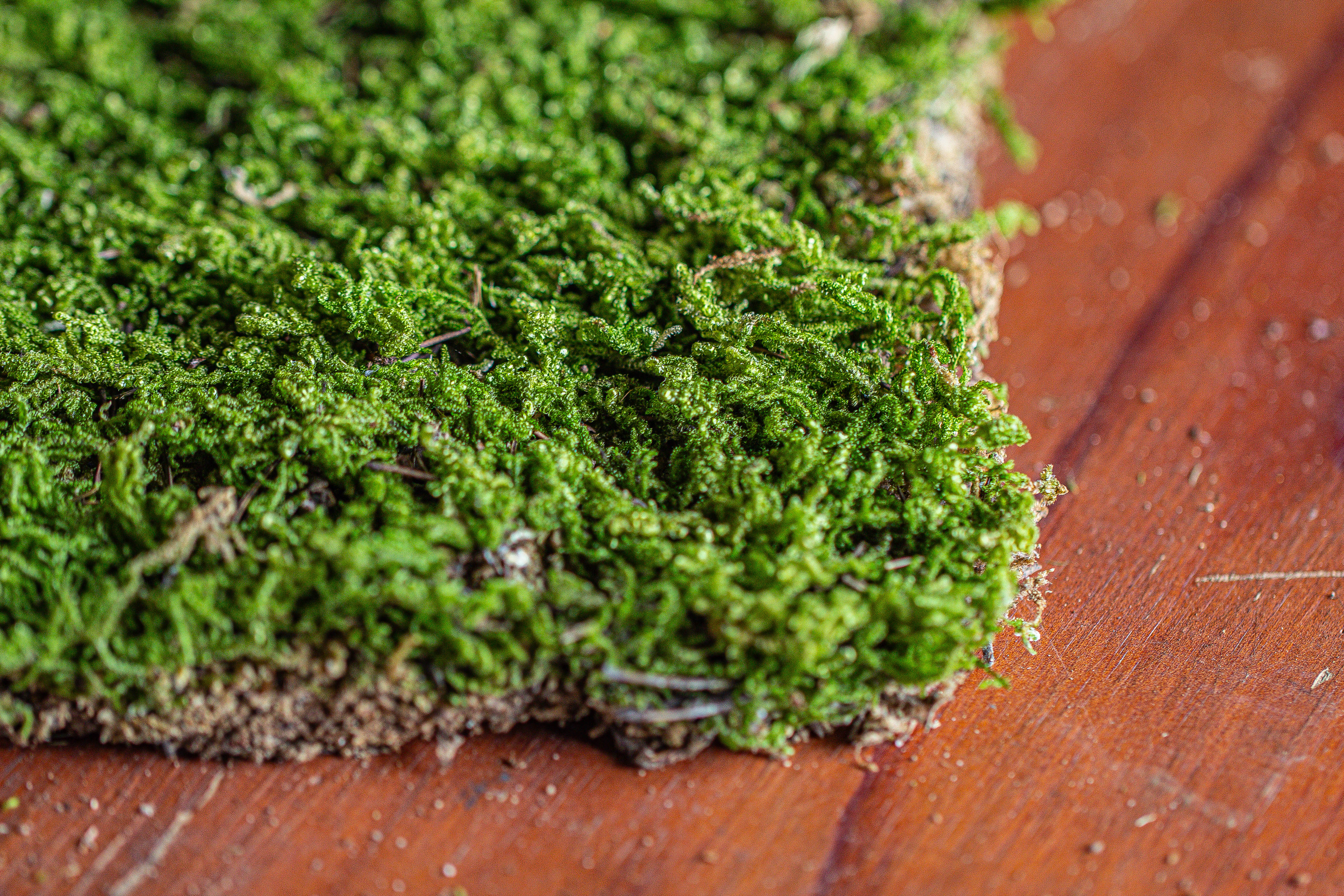 29x30cm Live dry Hypnum plumaeforme Wils. Moss for open terrarium. moss ball - NCYPgarden