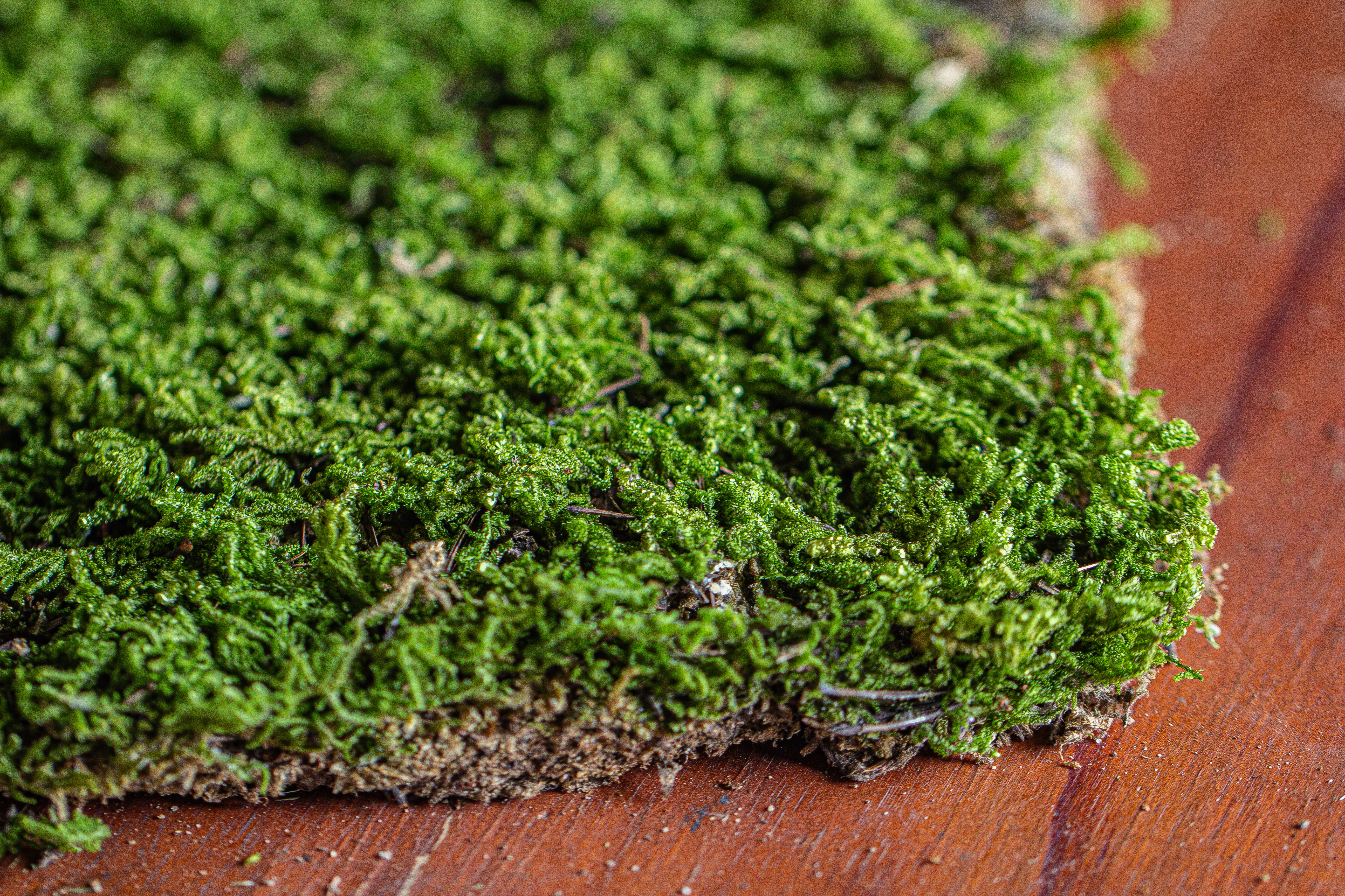 29x30cm Live dry Hypnum plumaeforme Wils. Moss for open terrarium. moss ball - NCYPgarden